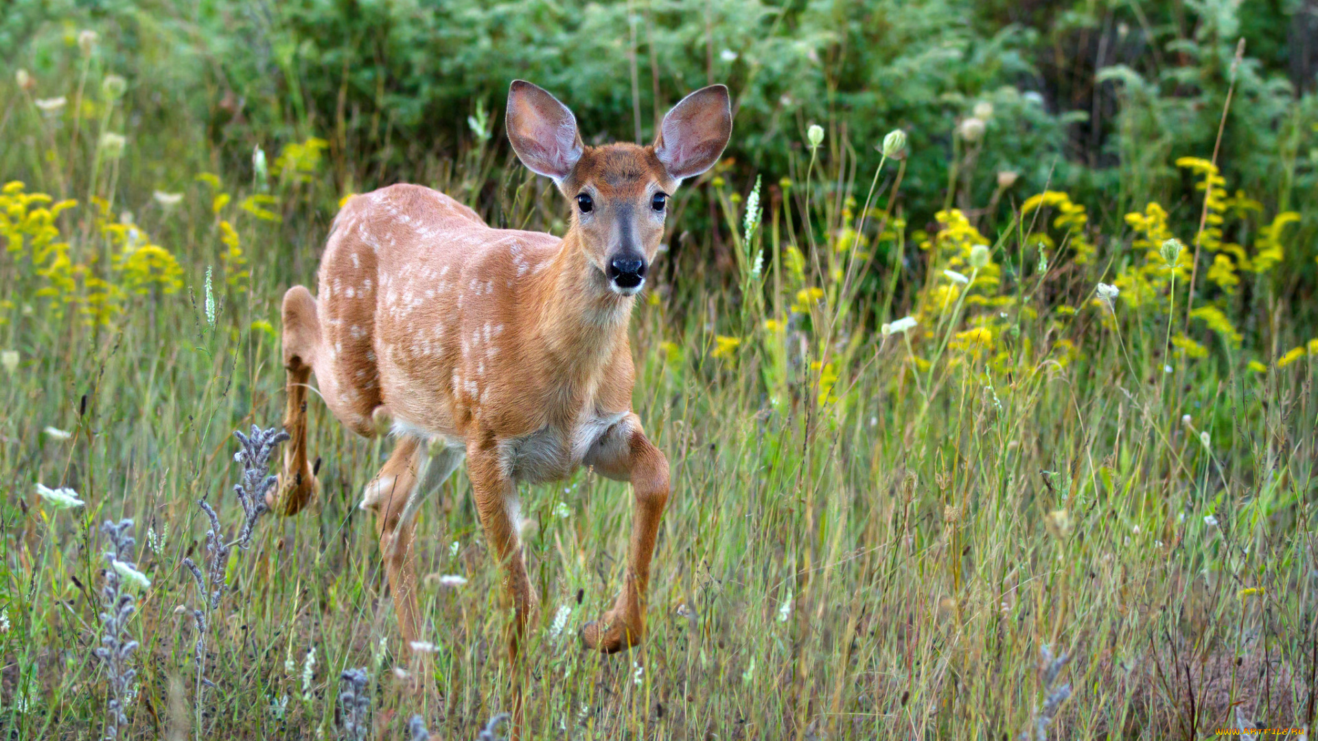 животные, олени, олень, пятнистый