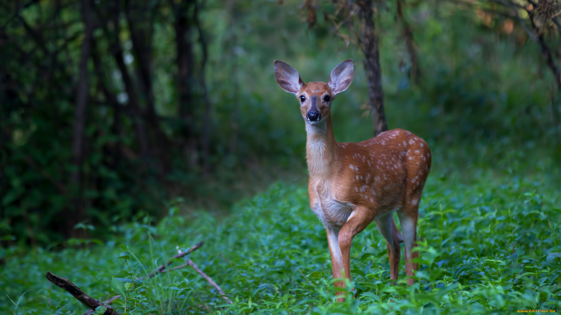 животные, олени, пятнистый, олень