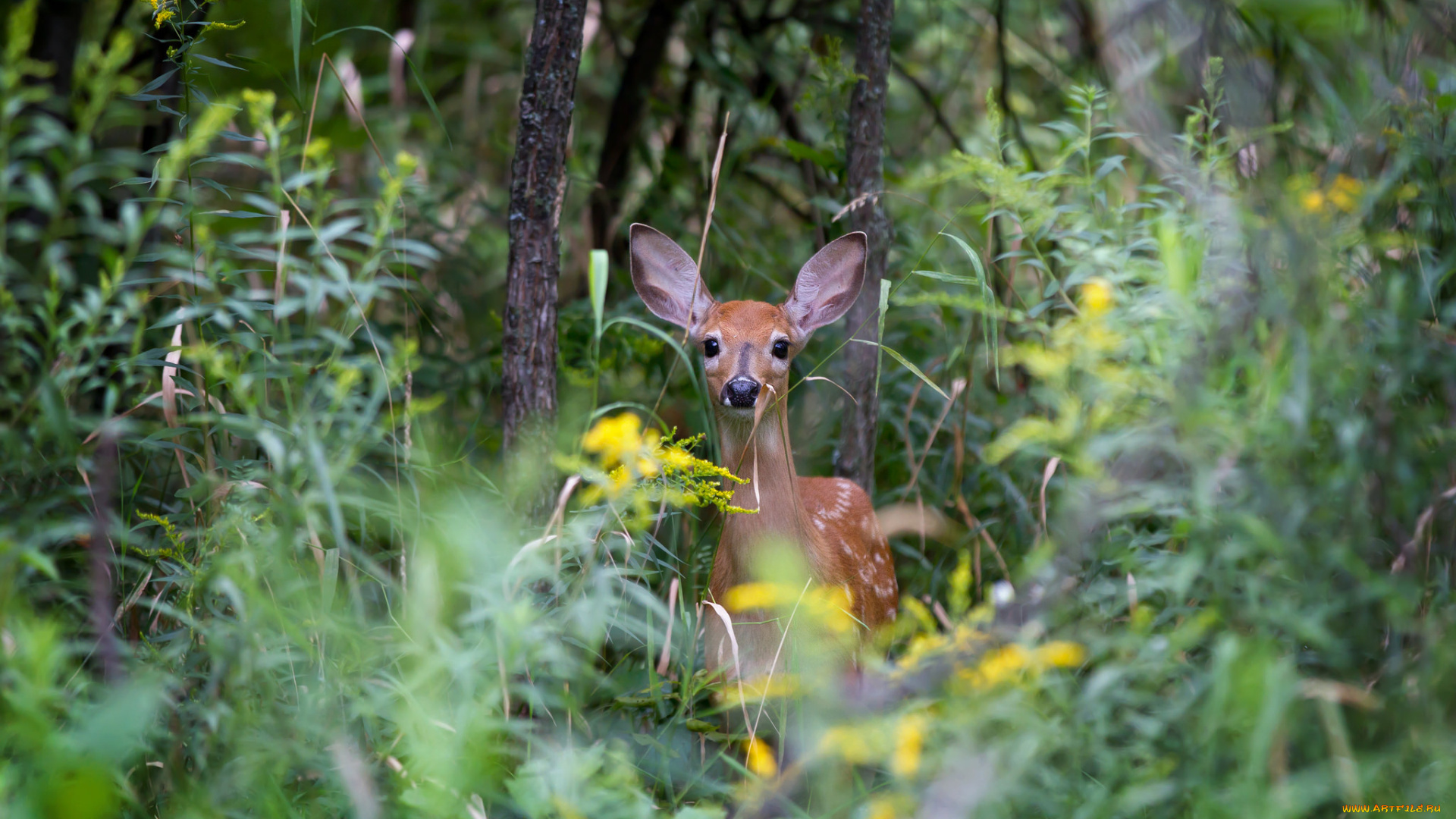животные, олени, пятнистый, олень