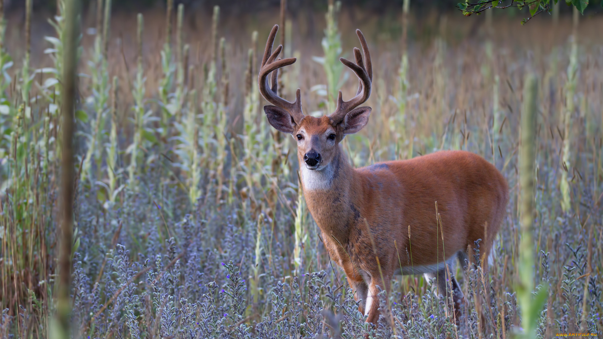 животные, олени, рога, олень
