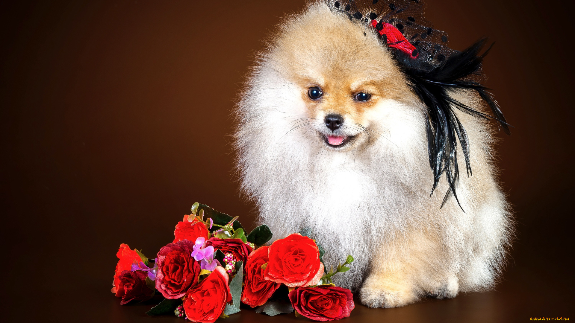 животные, собаки, цветы, девочка, шпиц