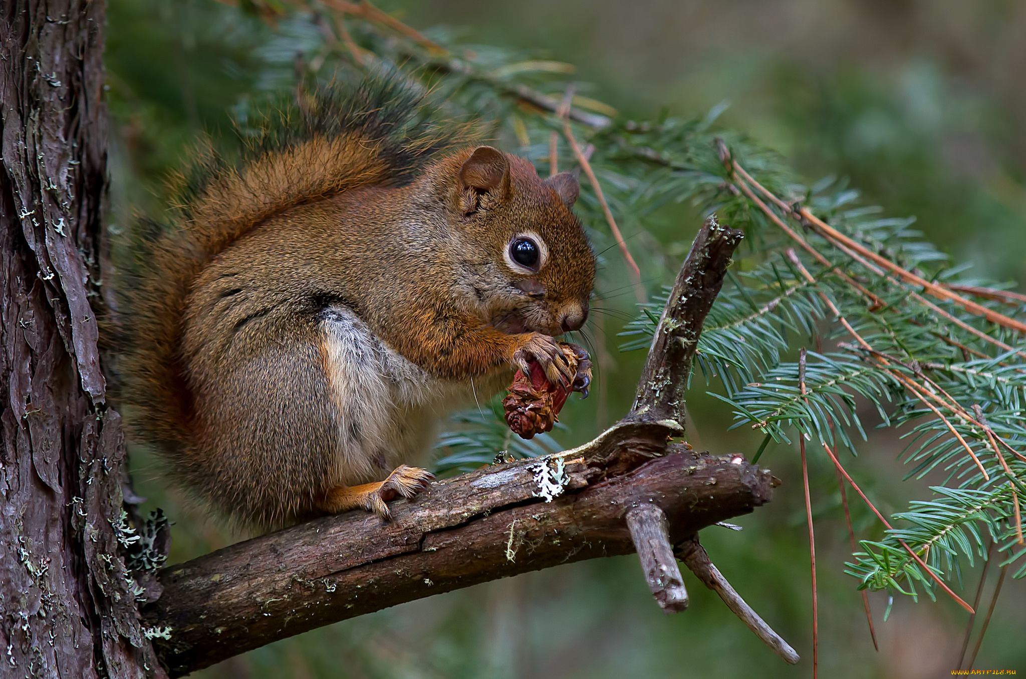 животные, белки, белка