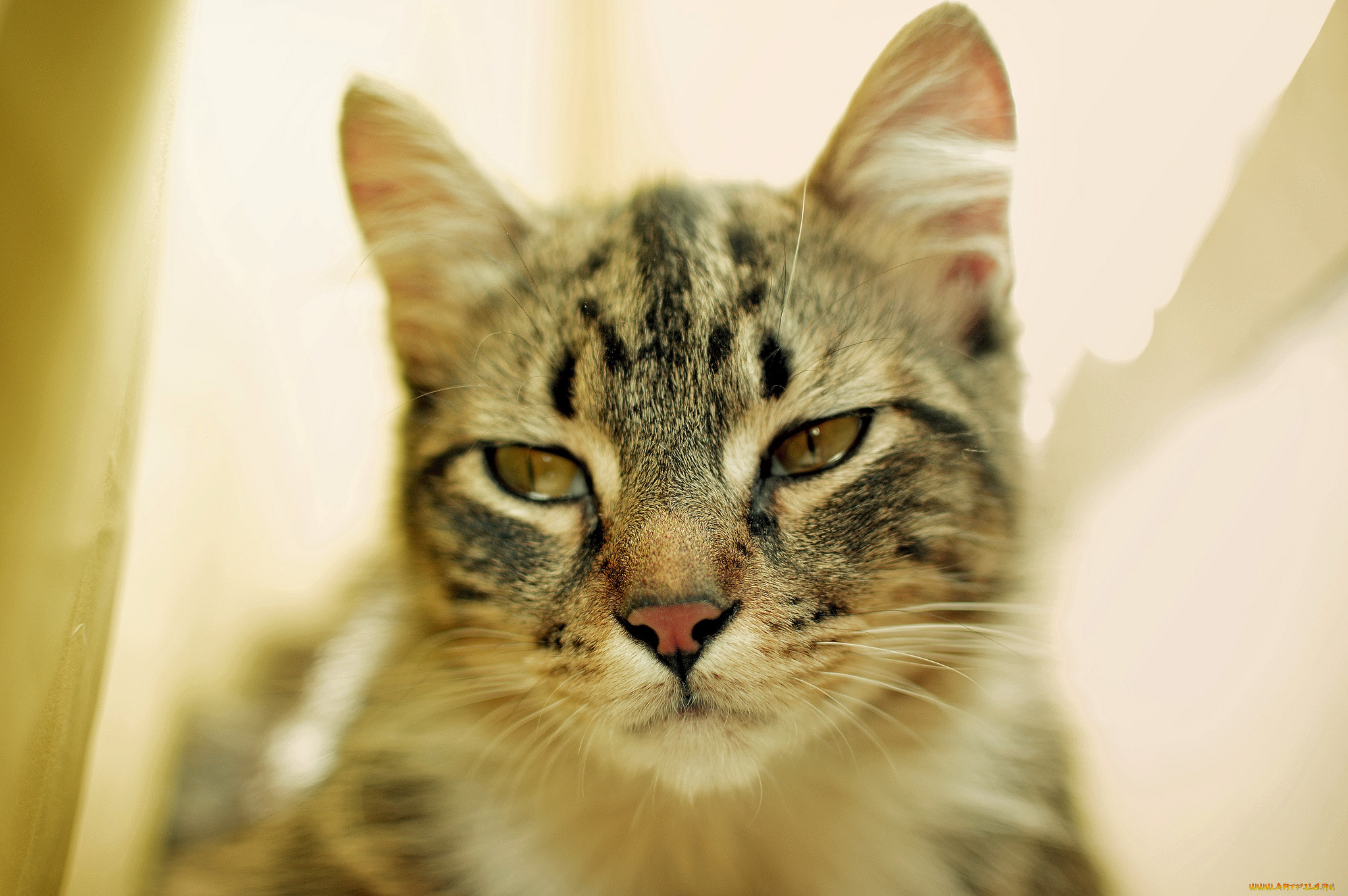 животные, коты, взгляд, кот, киса