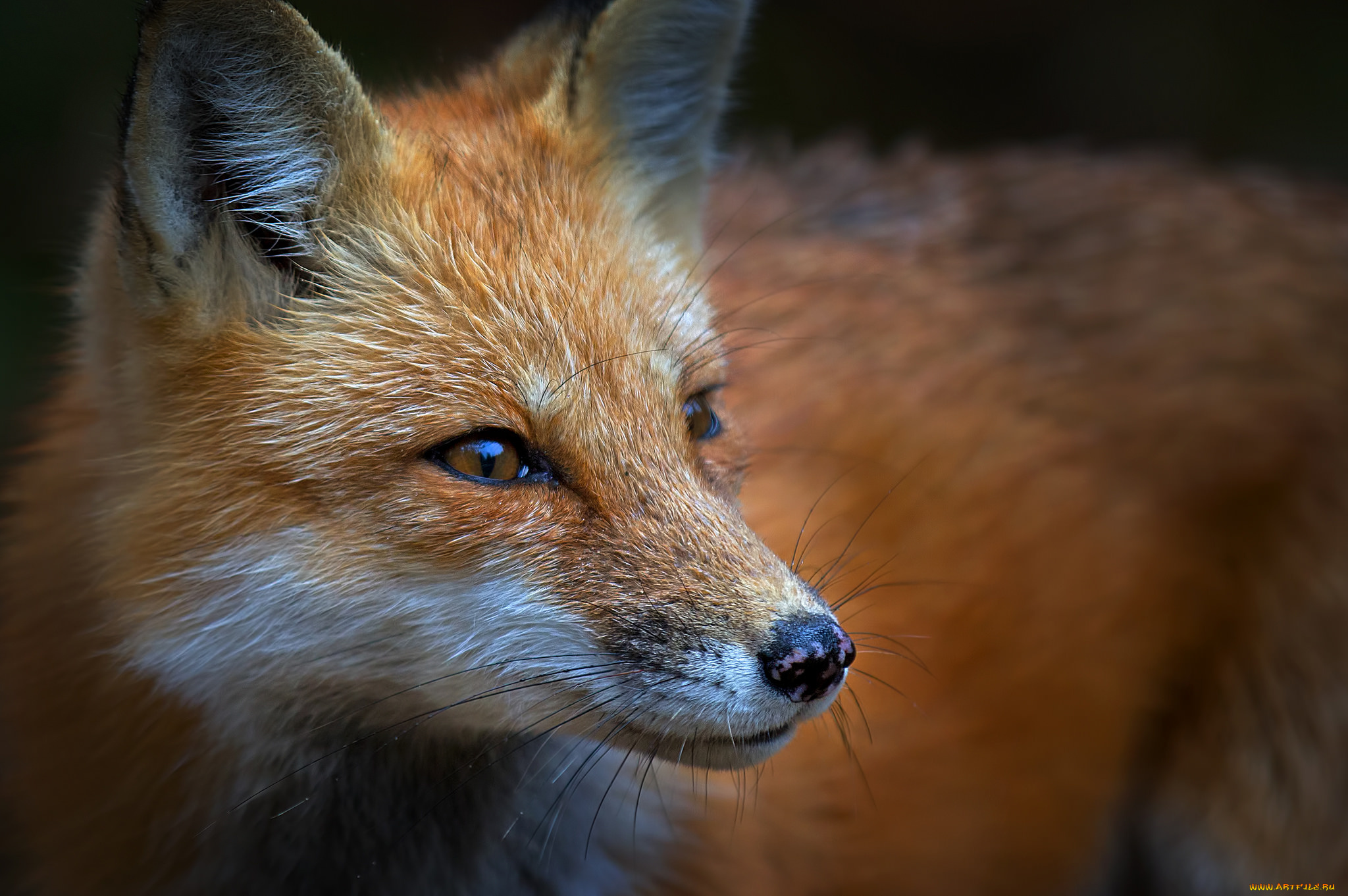 животные, лисы, лисичка