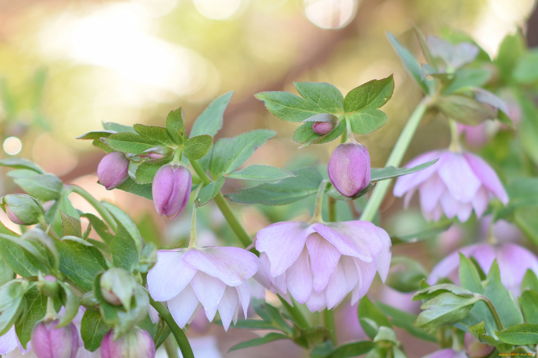 цветы, геллеборус, , морозник, куст, макро, сиреневые