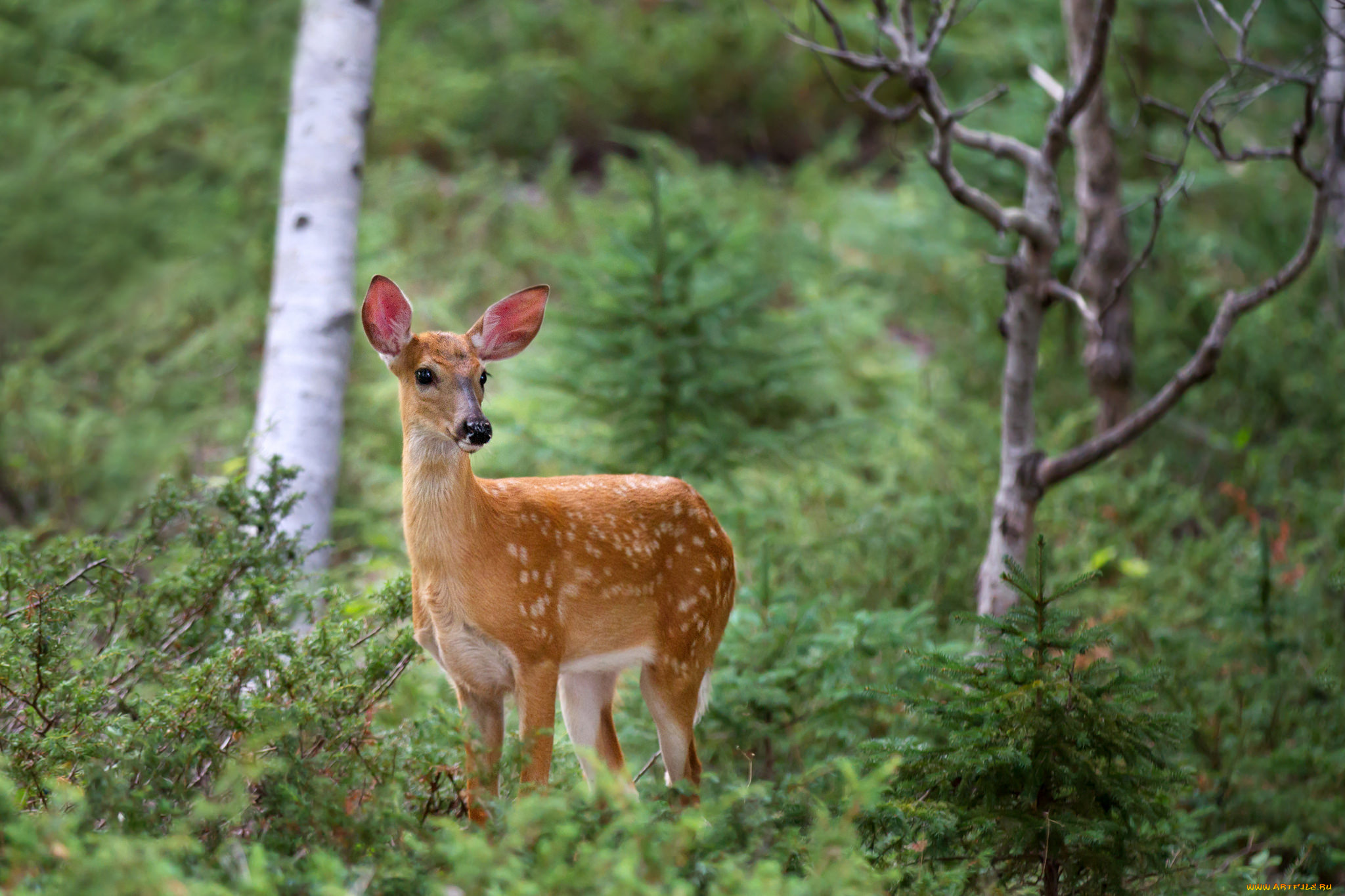 животные, олени, олень, пятнистый