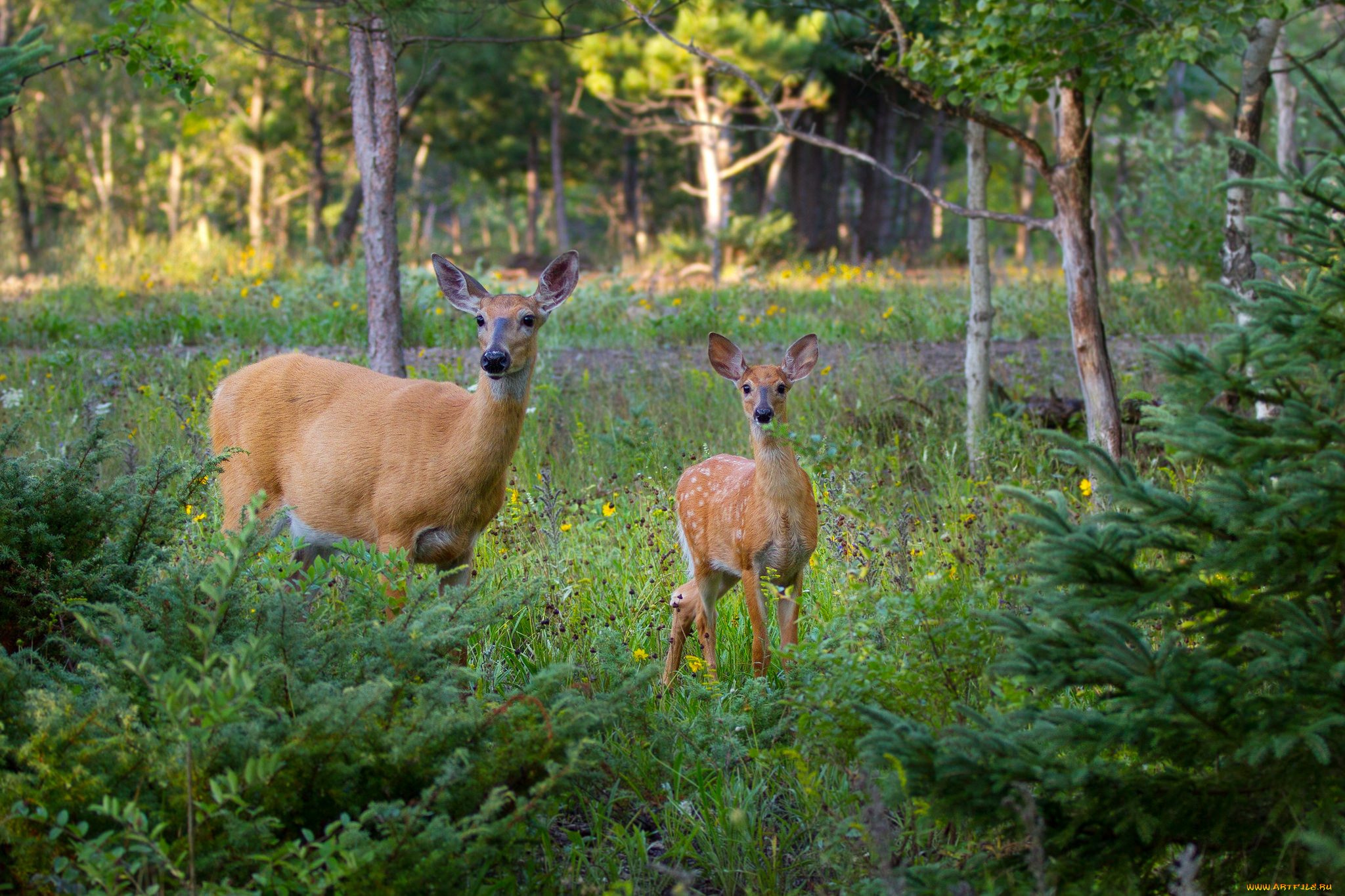 животные, олени, олень, пятнистый
