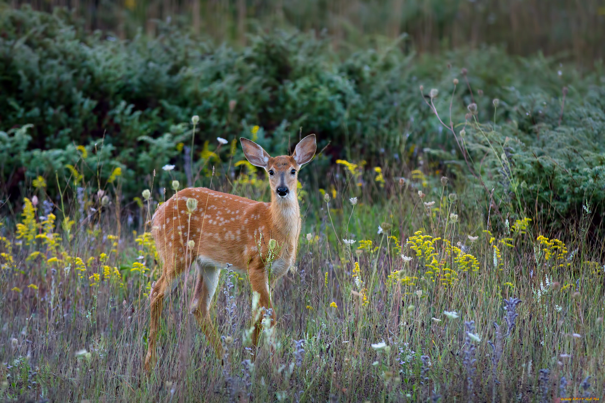 животные, олени, олень, пятнистый