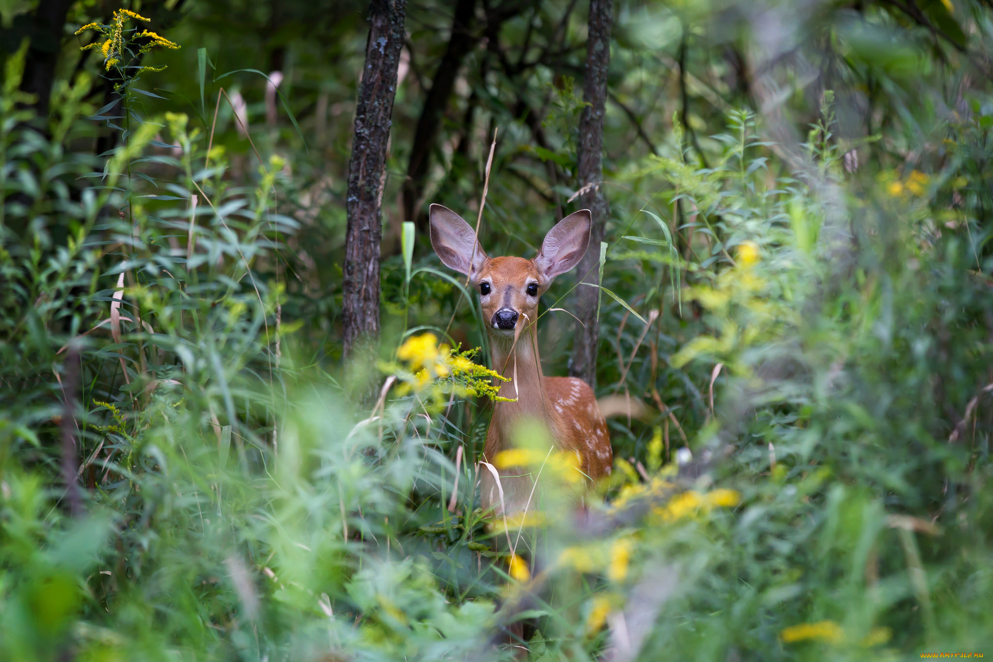 животные, олени, пятнистый, олень