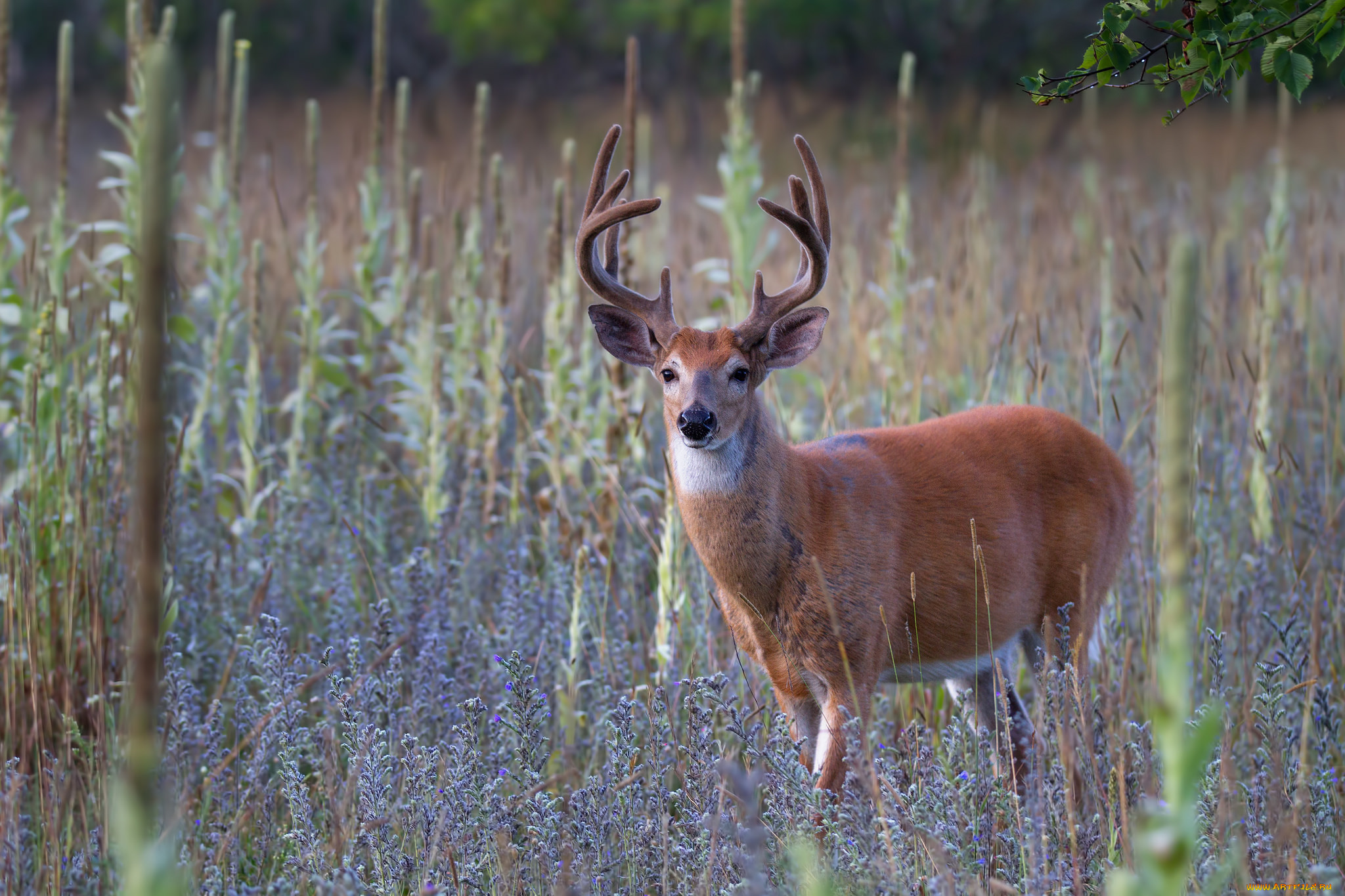 животные, олени, рога, олень