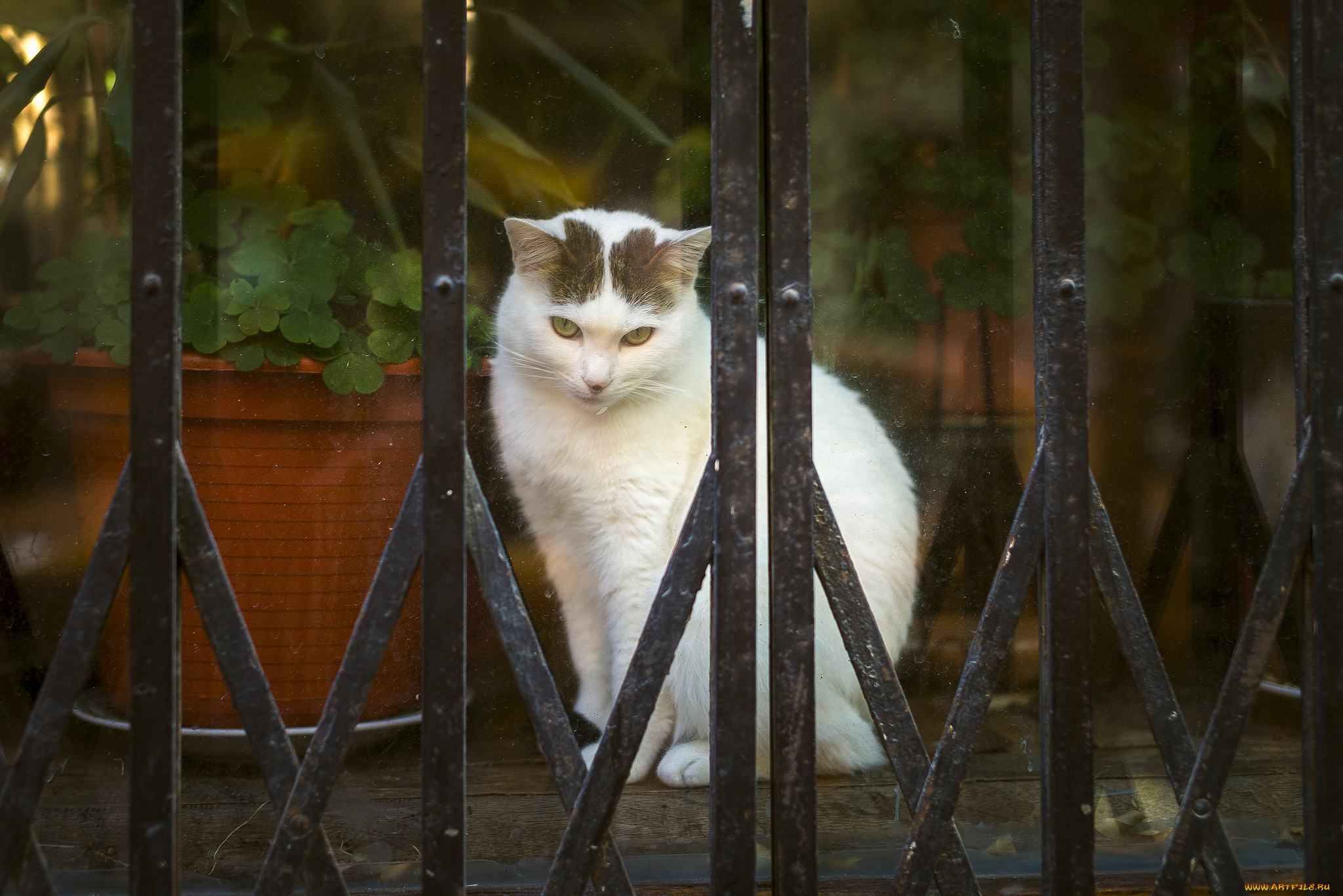 животные, коты, фон, глаза, кошка, кот