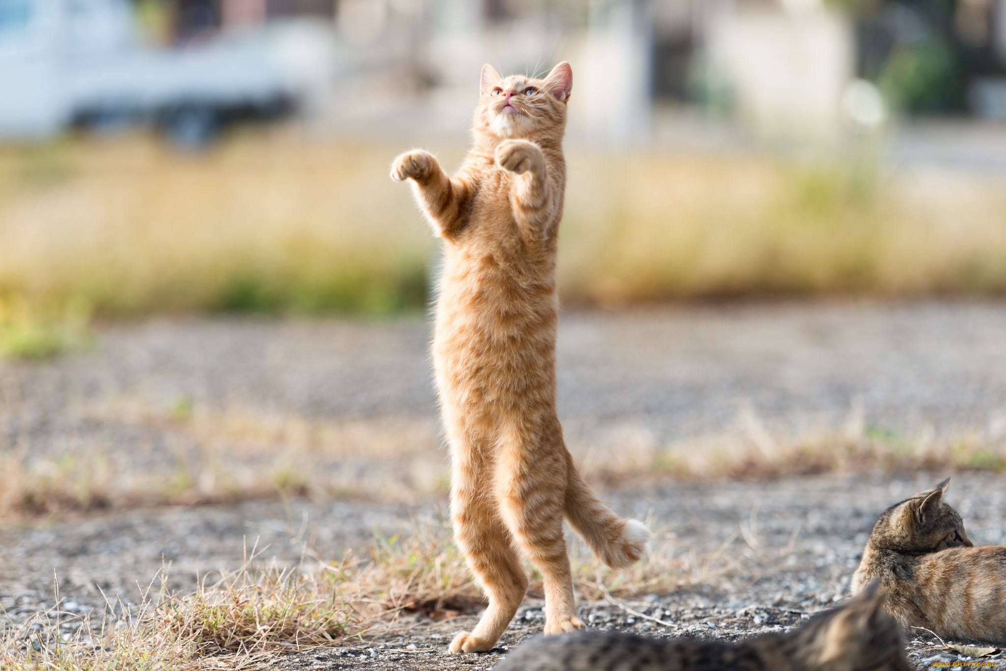 животные, коты, рыжий, стойка, фон, ушки, взгляд, кошка, кот, коте, киса