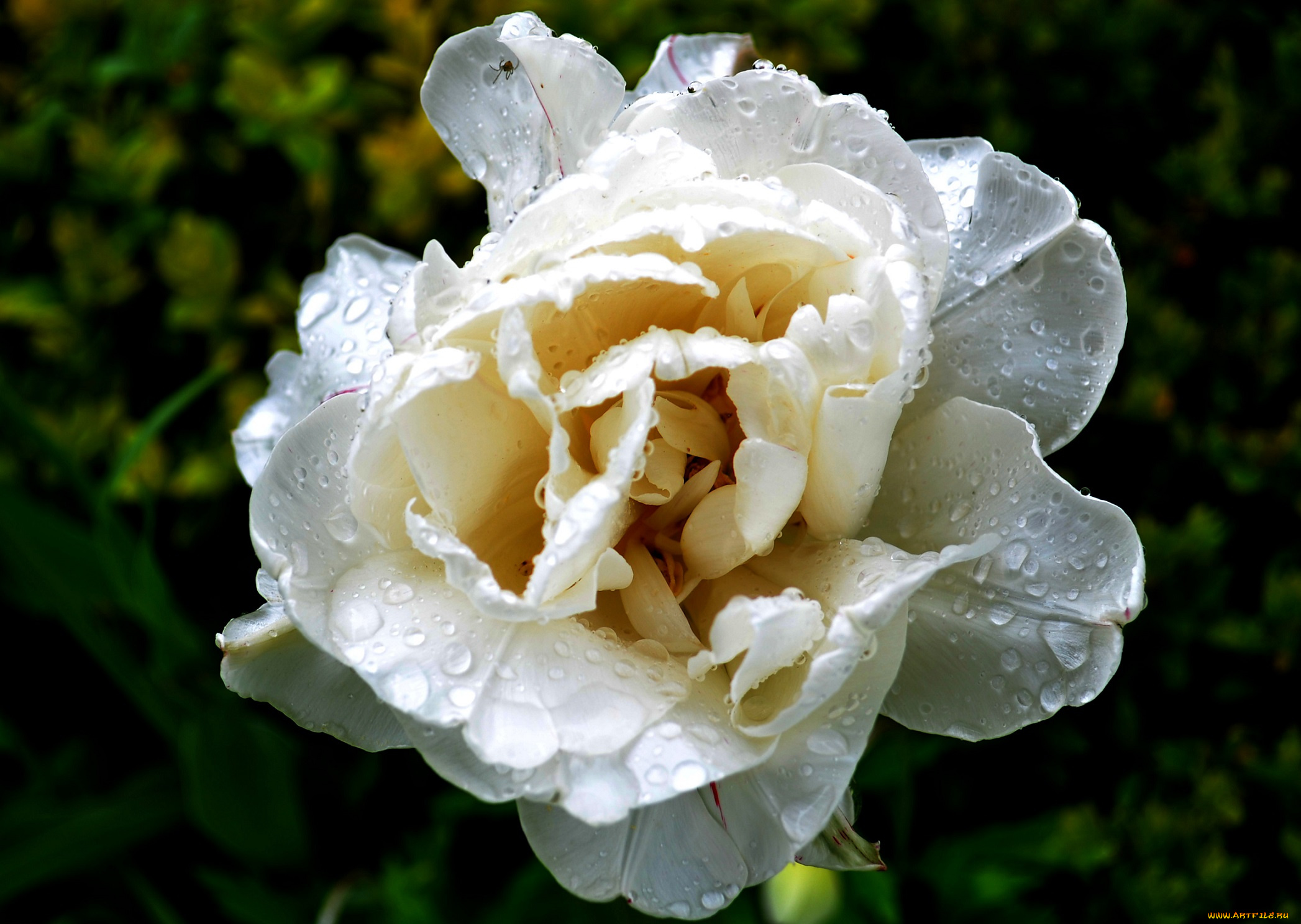 цветы, тюльпаны, тюльпан, лепестки, капли, роса, утро, цветок, макро