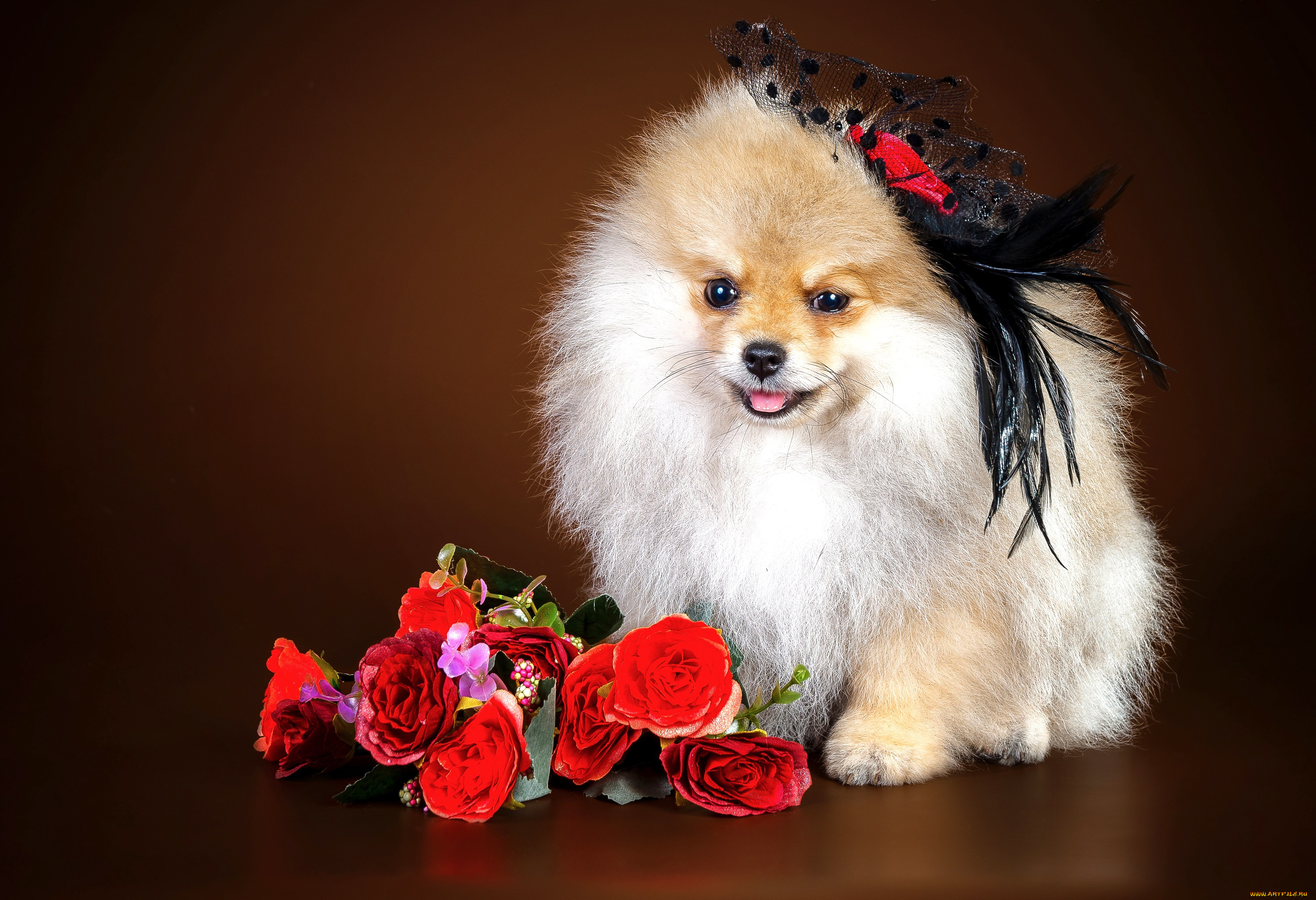 животные, собаки, цветы, девочка, шпиц