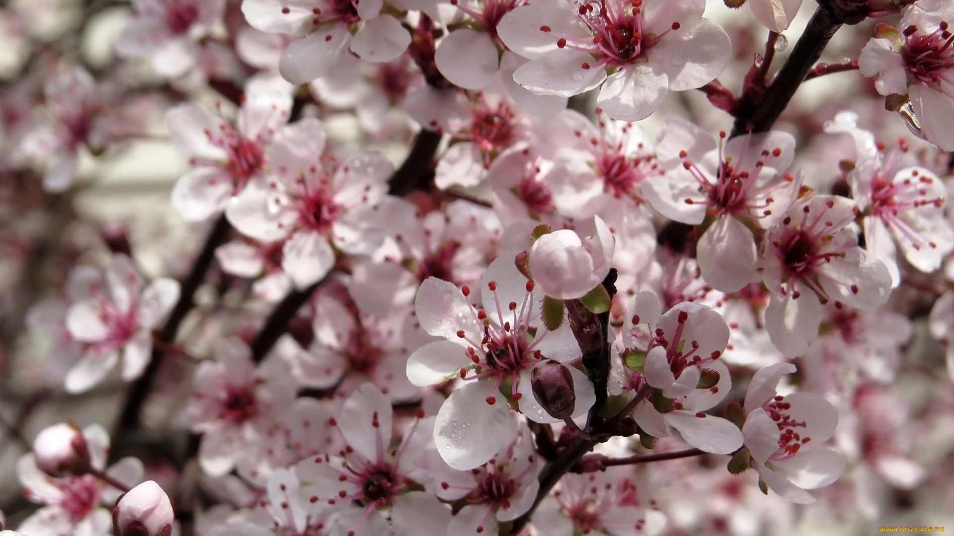 цветы, цветущие, деревья, , , кустарники, лотос, лепестки, розовый