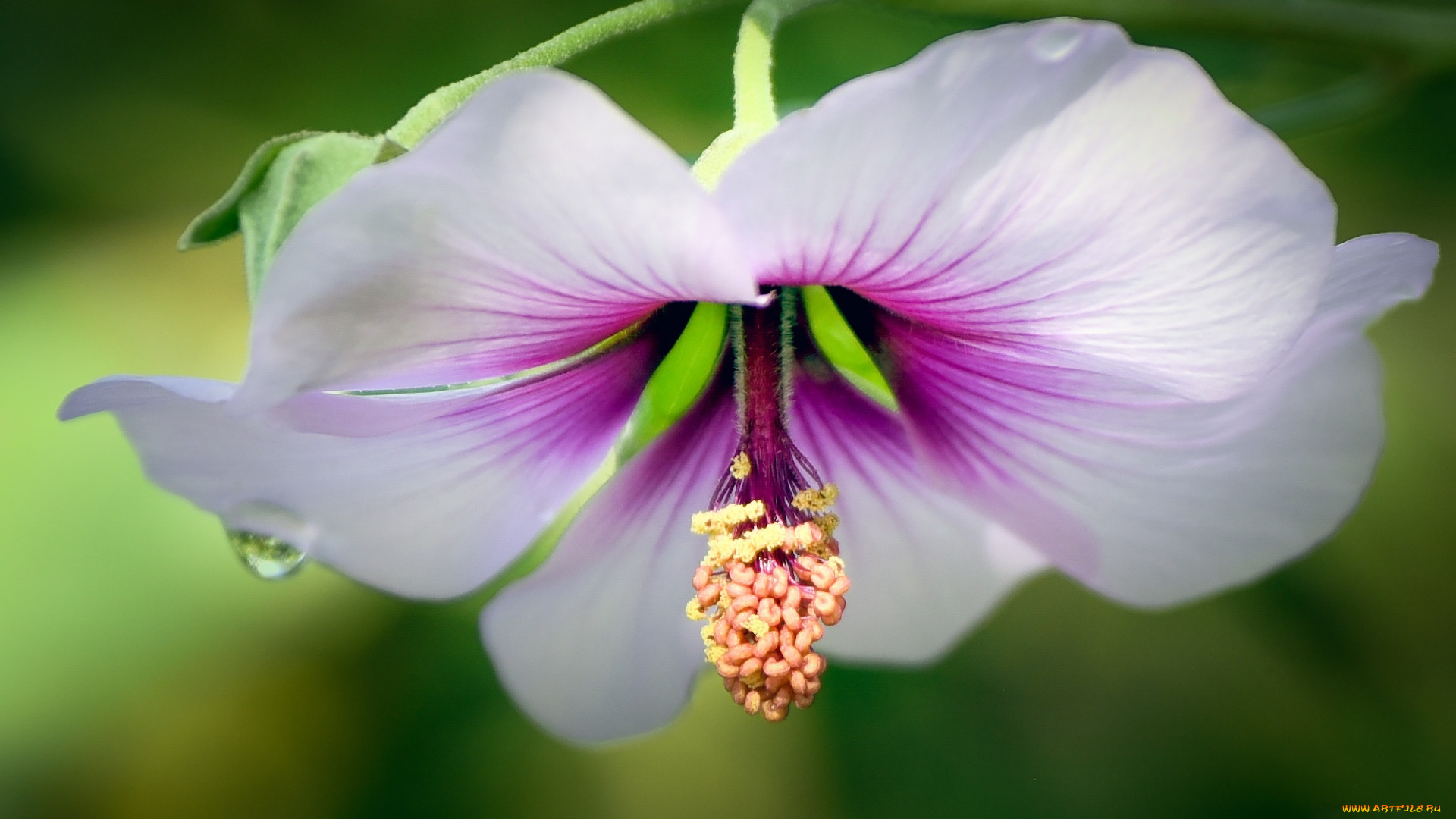 цветы, мальвы, макро, лепестки, мальва