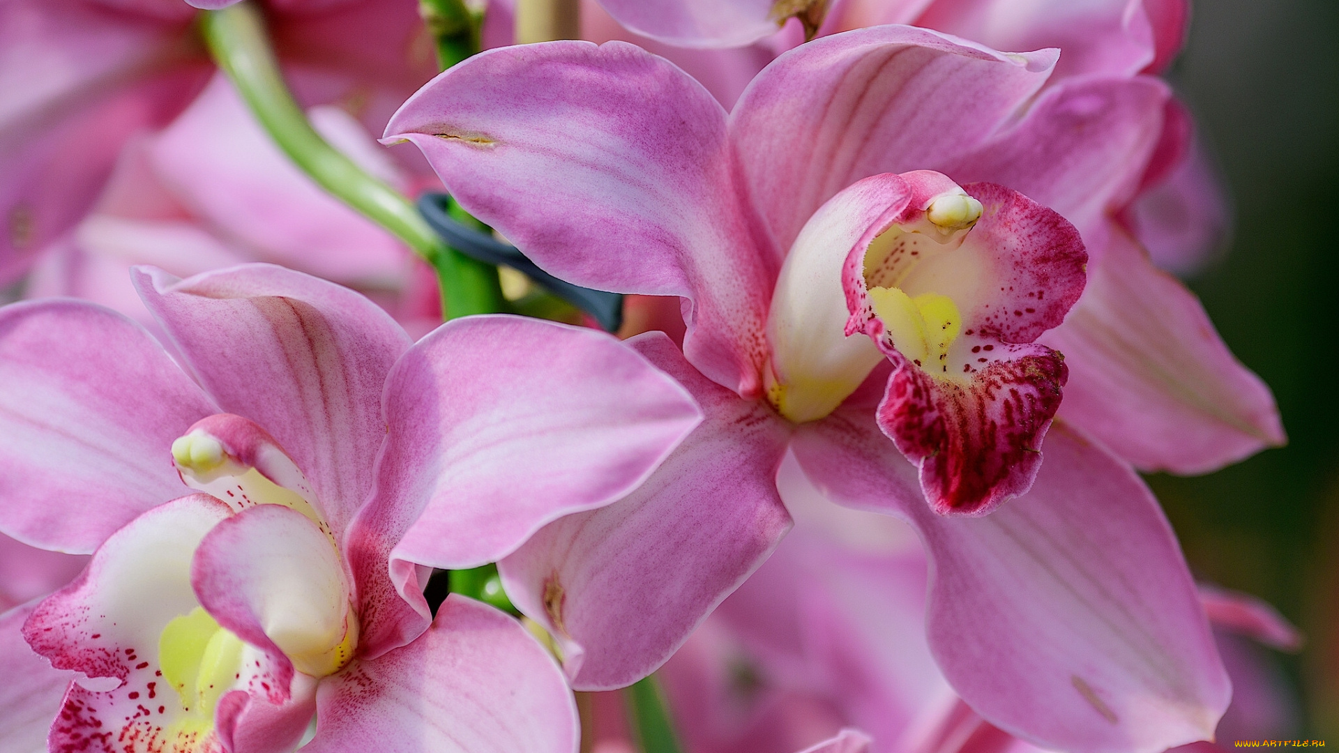 цветы, орхидеи, цимбидиум, орхидея, экзотика, макро