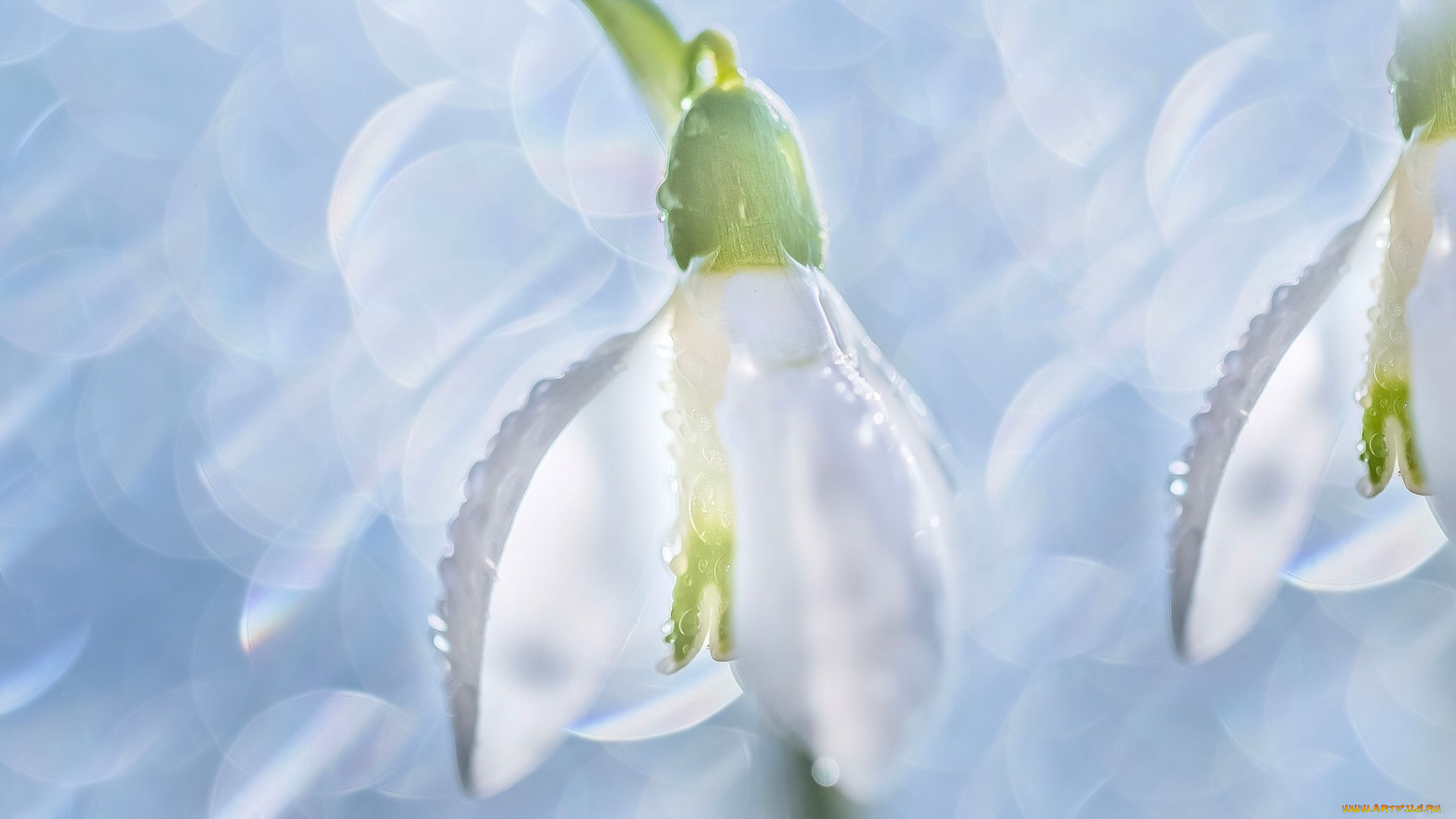 цветы, подснежники, , белоцветники, , пролески, блики, макро, подснежник