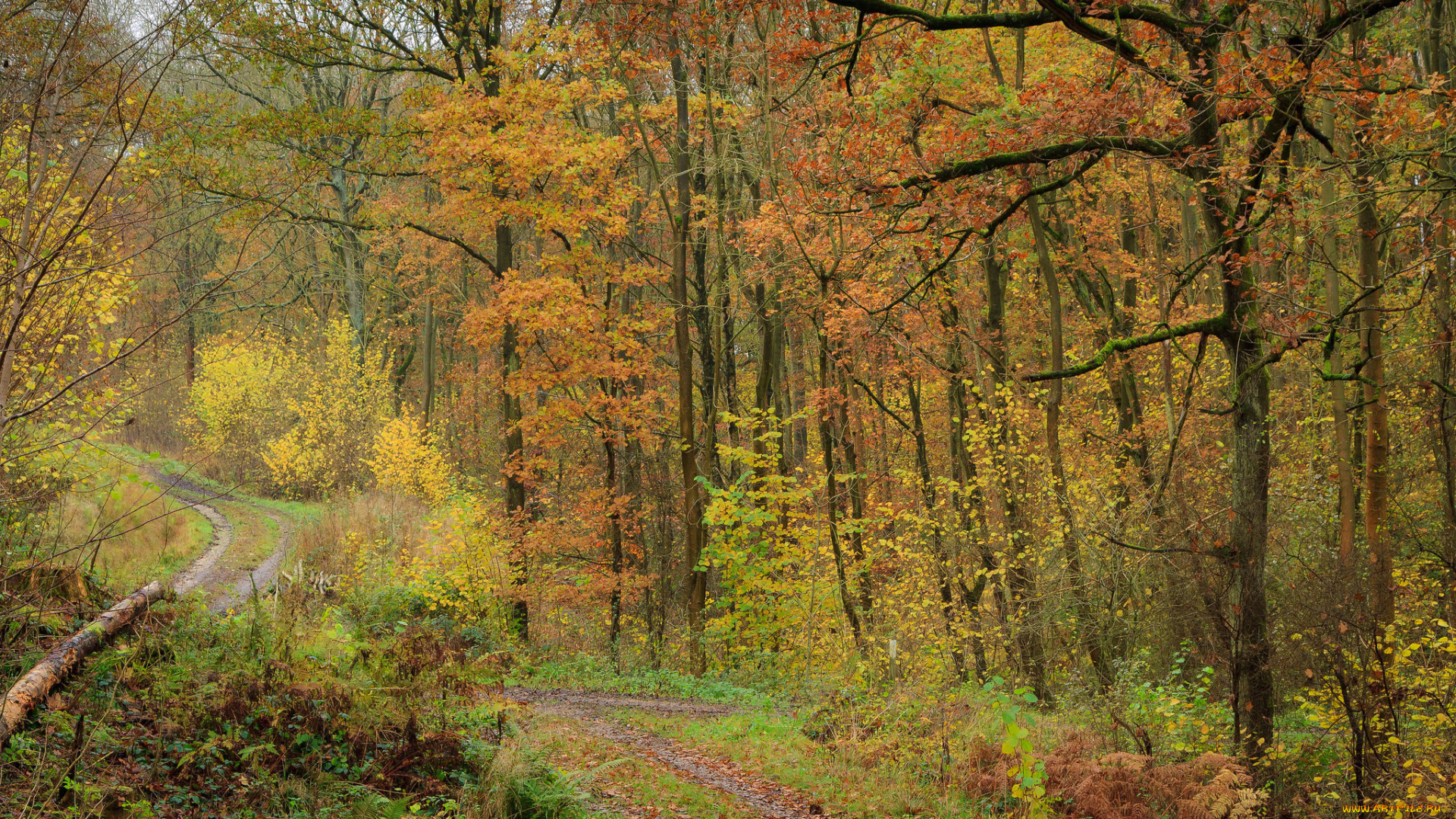 природа, лес, деревья