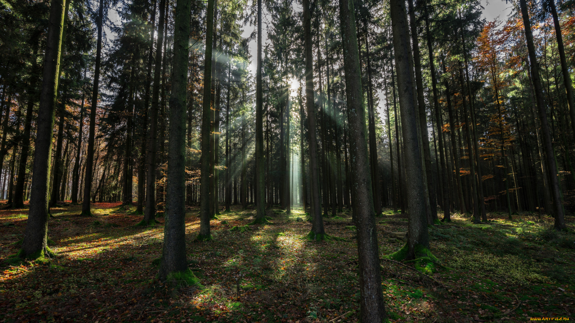 природа, лес, деревья