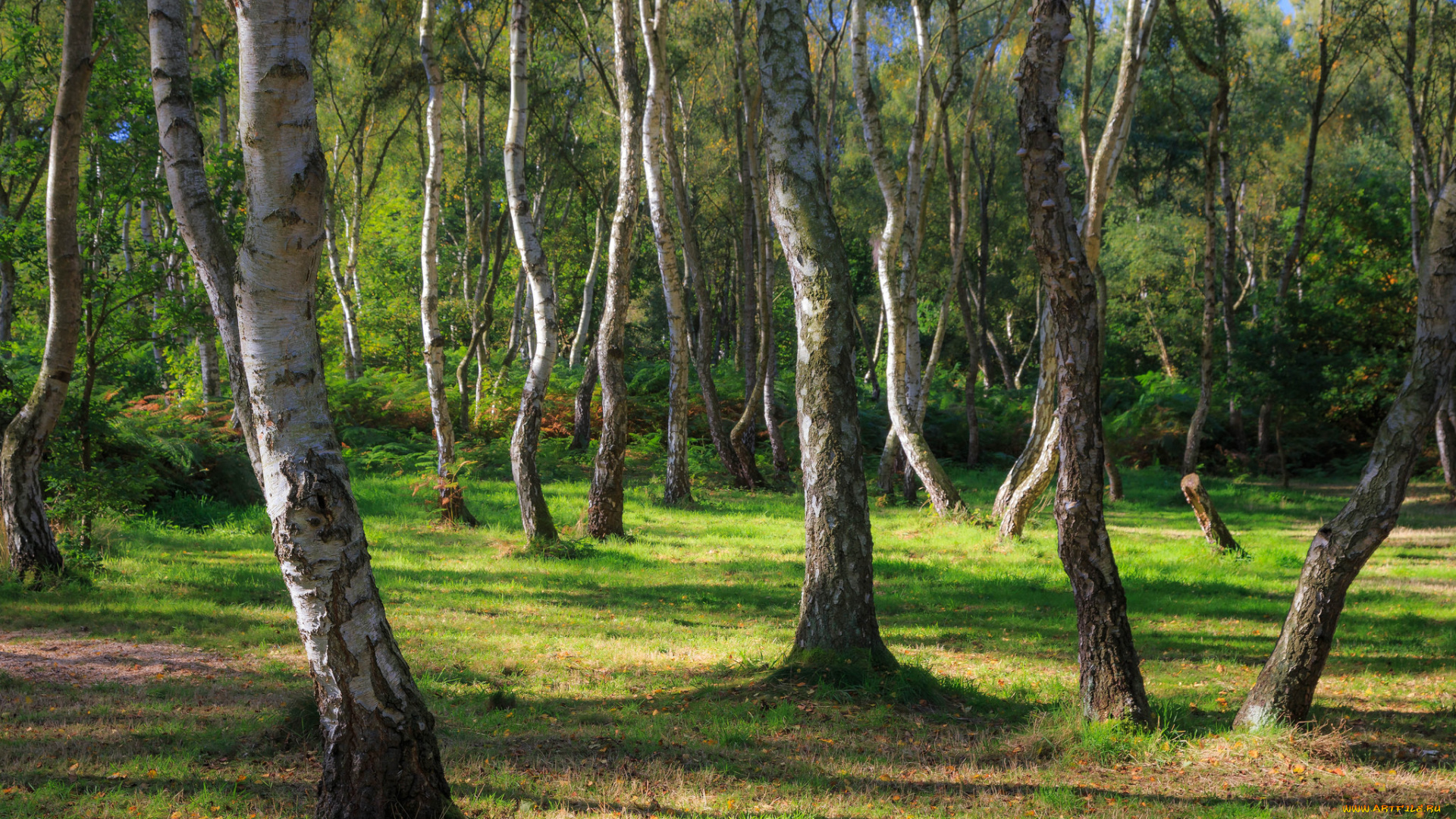 природа, лес, деревья