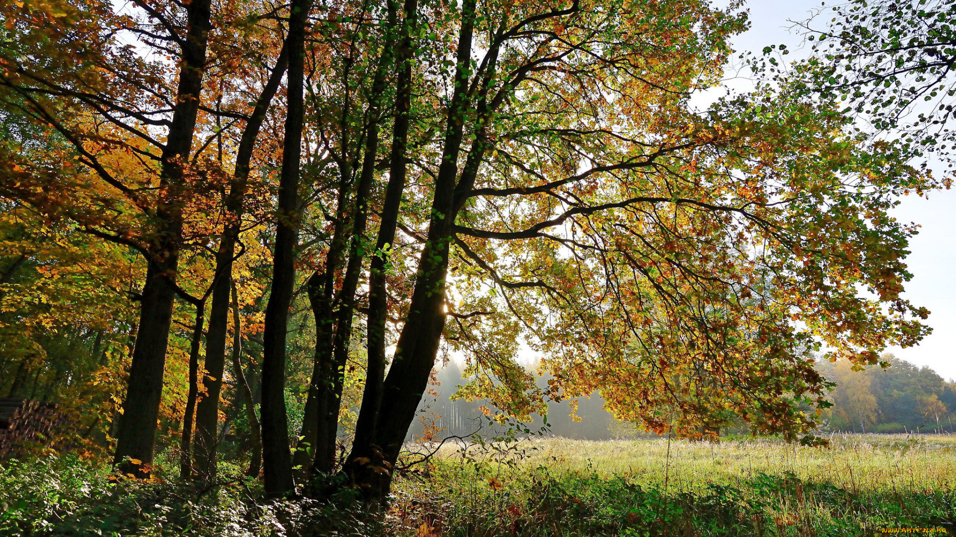природа, лес, деревья