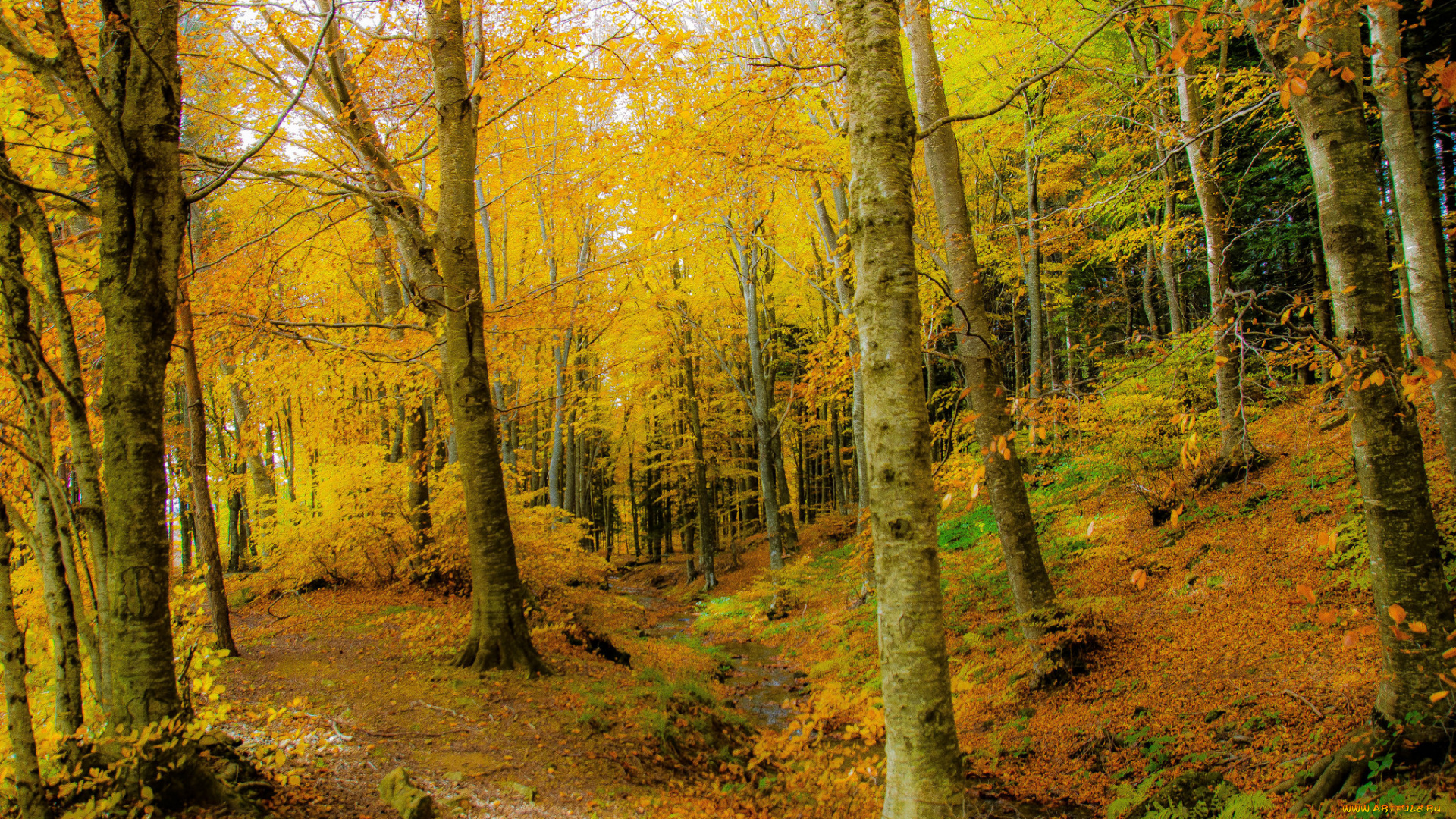 природа, лес, деревья