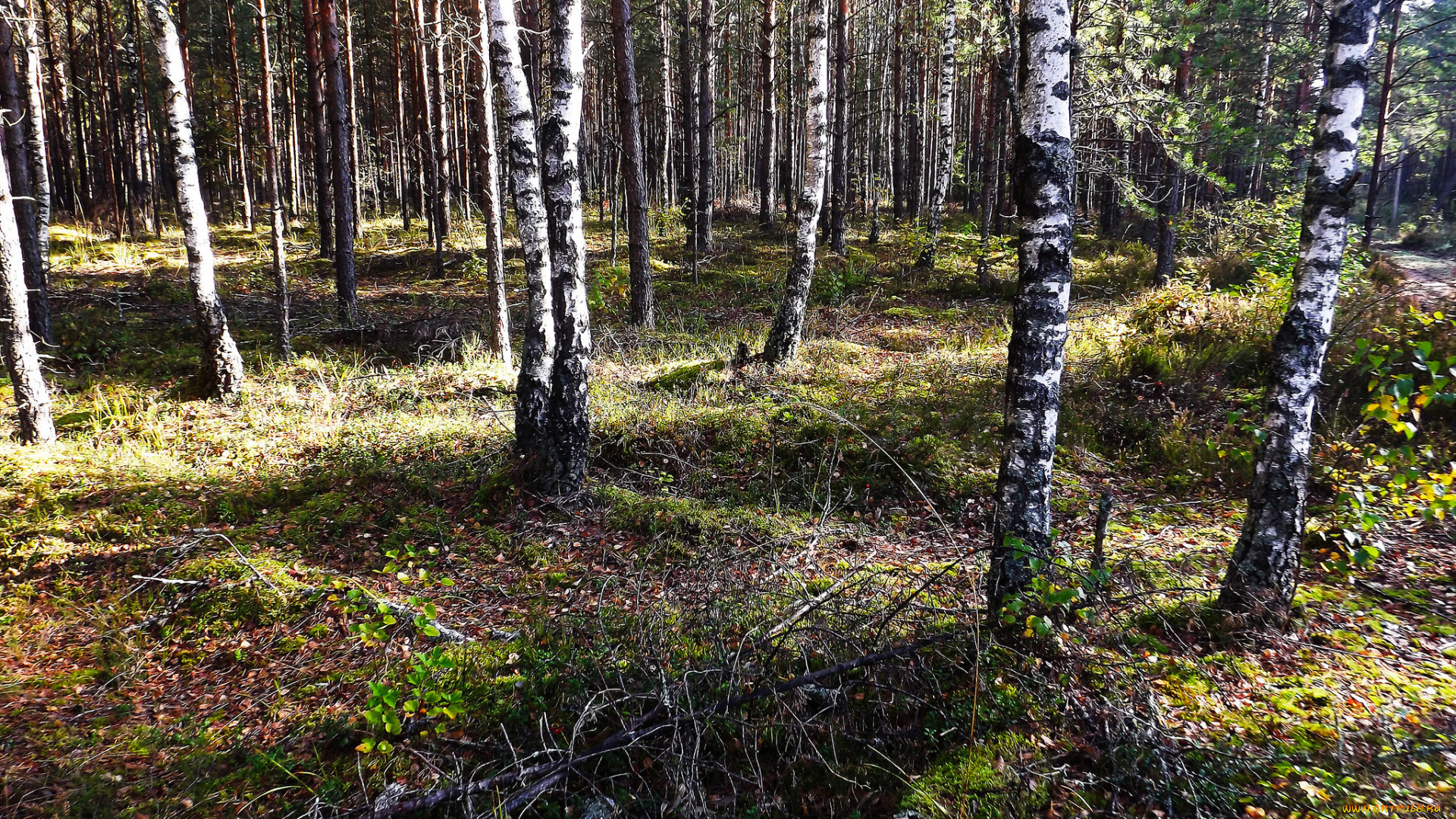 природа, лес, деревья