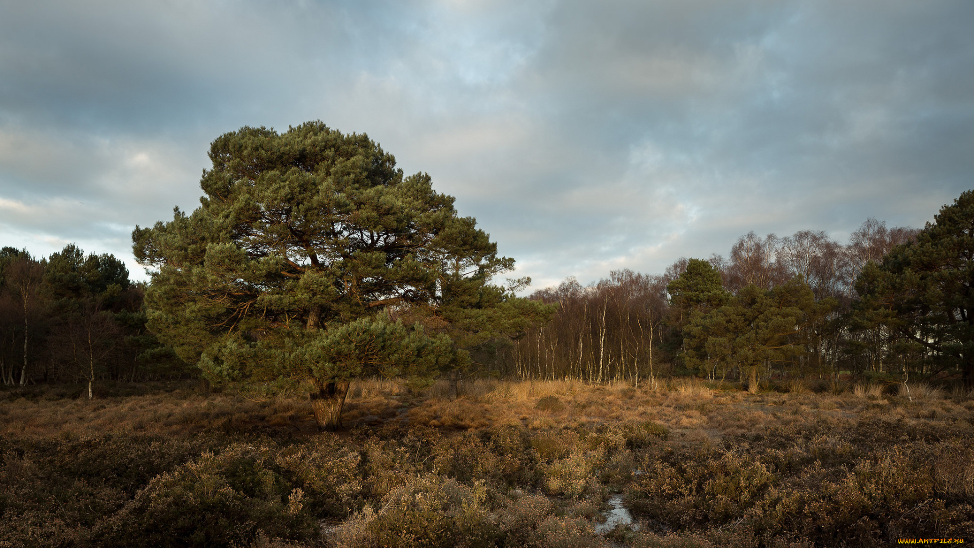 природа, лес, деревья