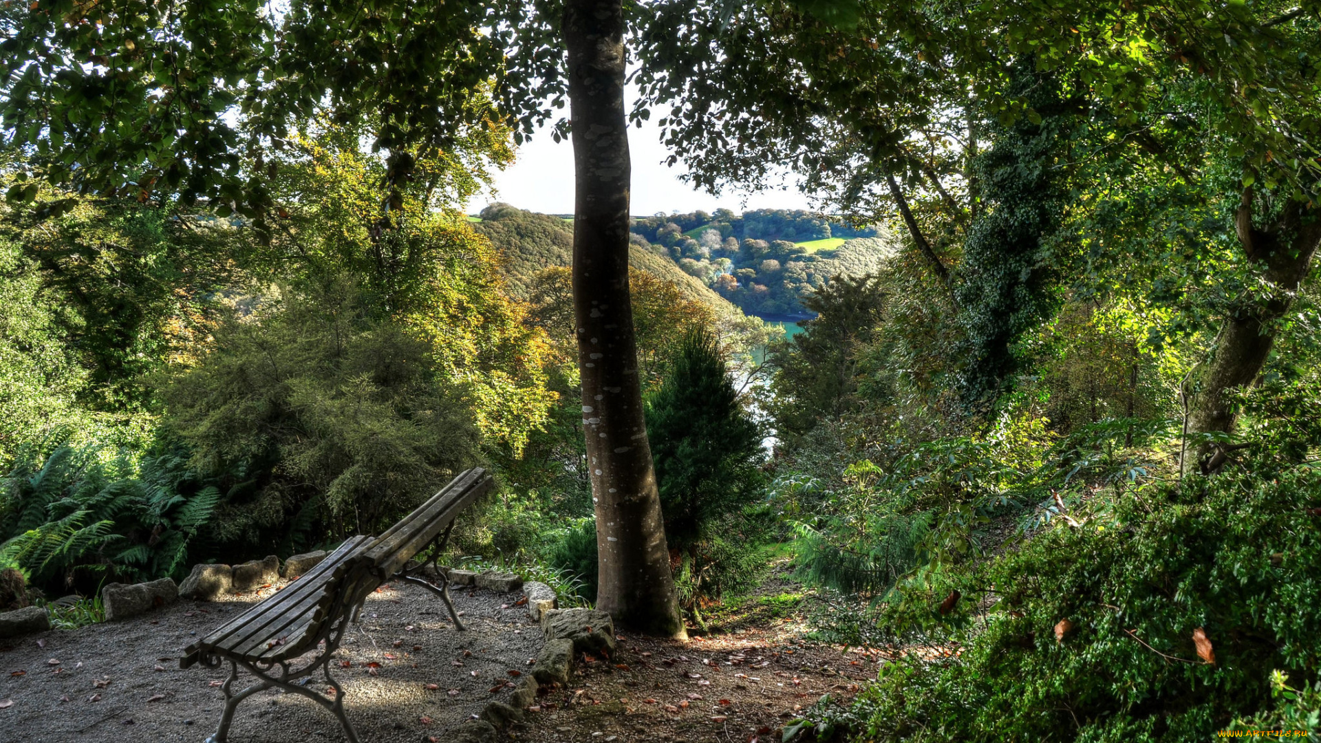 природа, лес, деревья