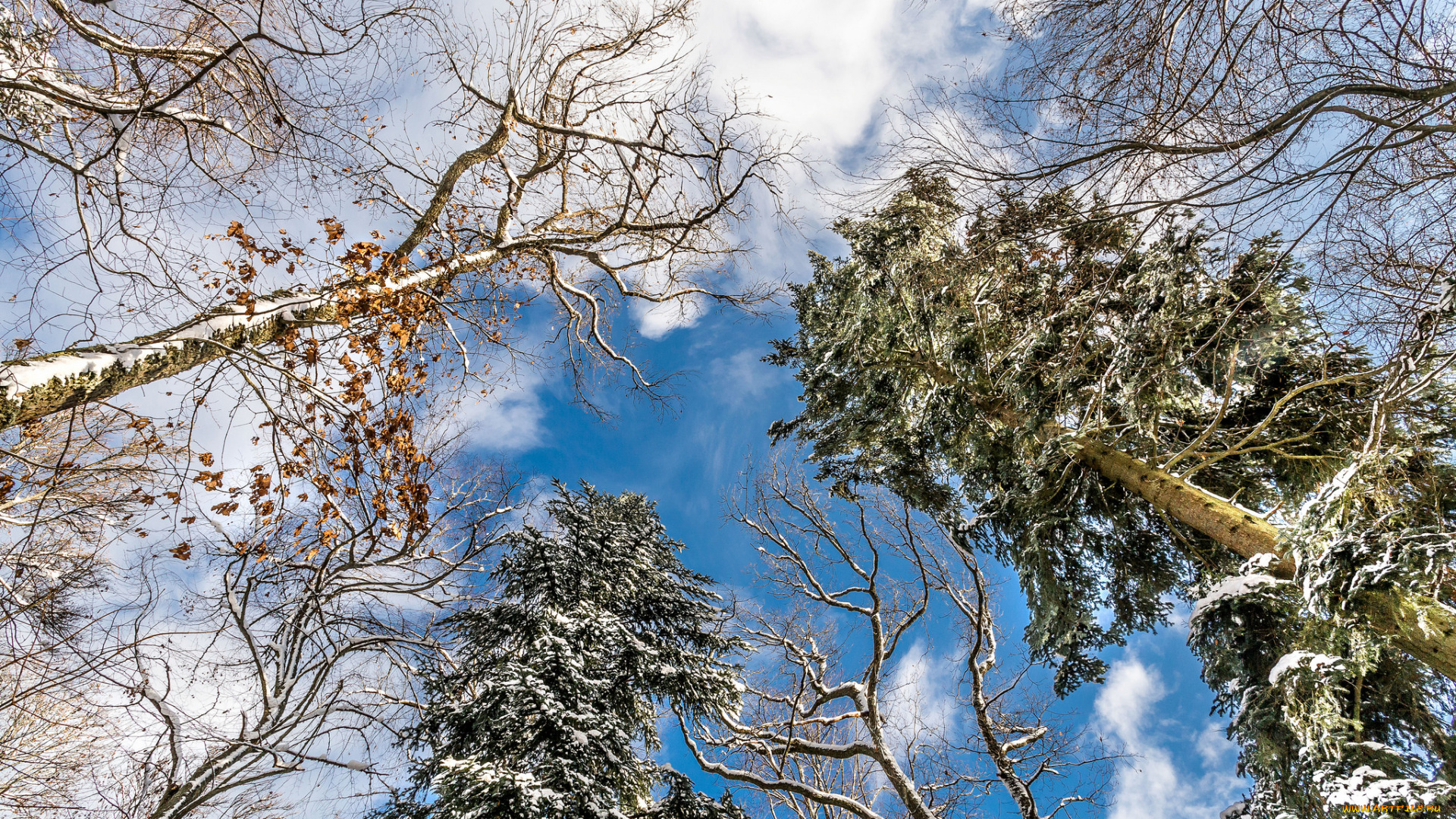 природа, лес, деревья