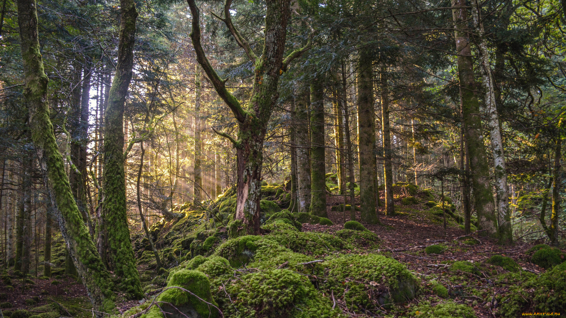 природа, лес, деревья