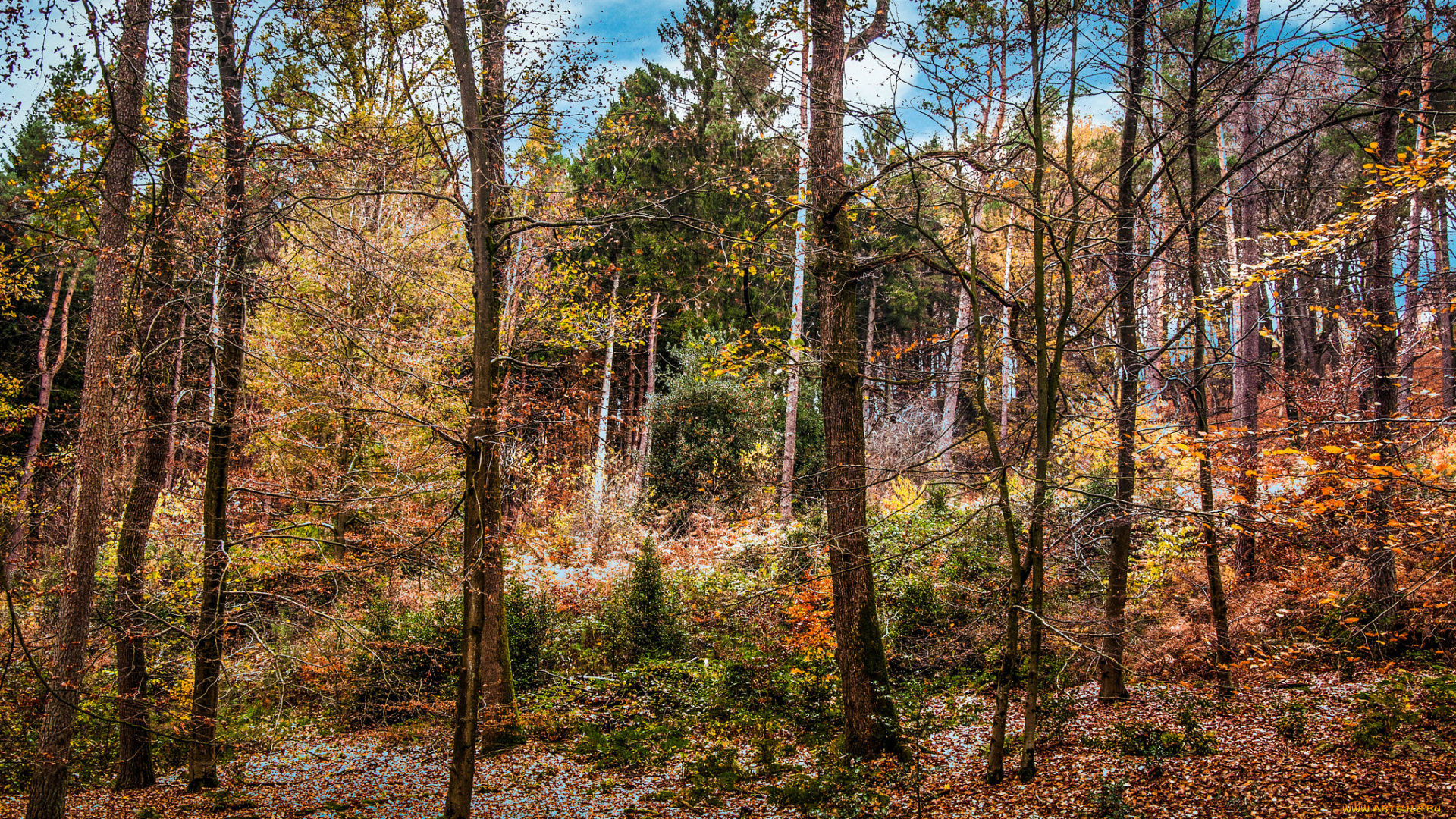 природа, лес, деревья