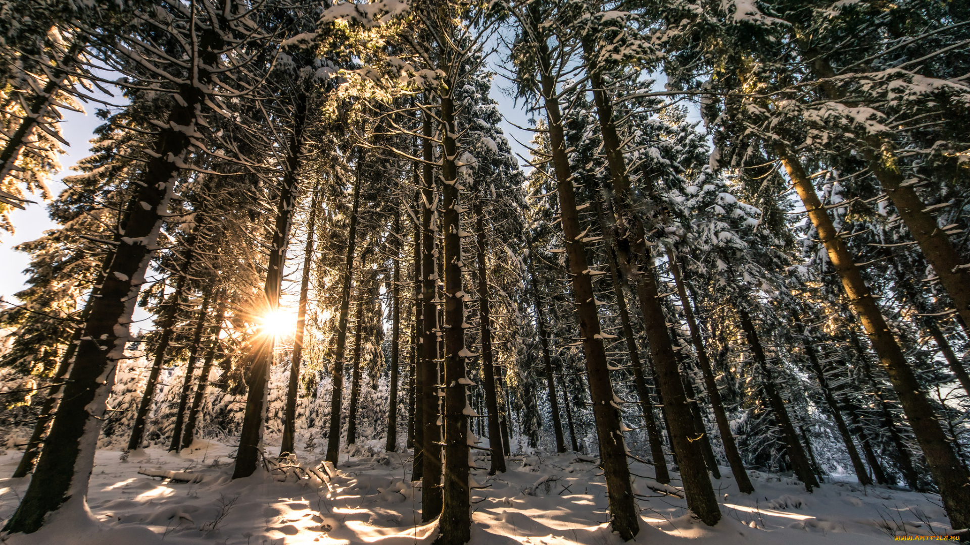 природа, лес, деревья