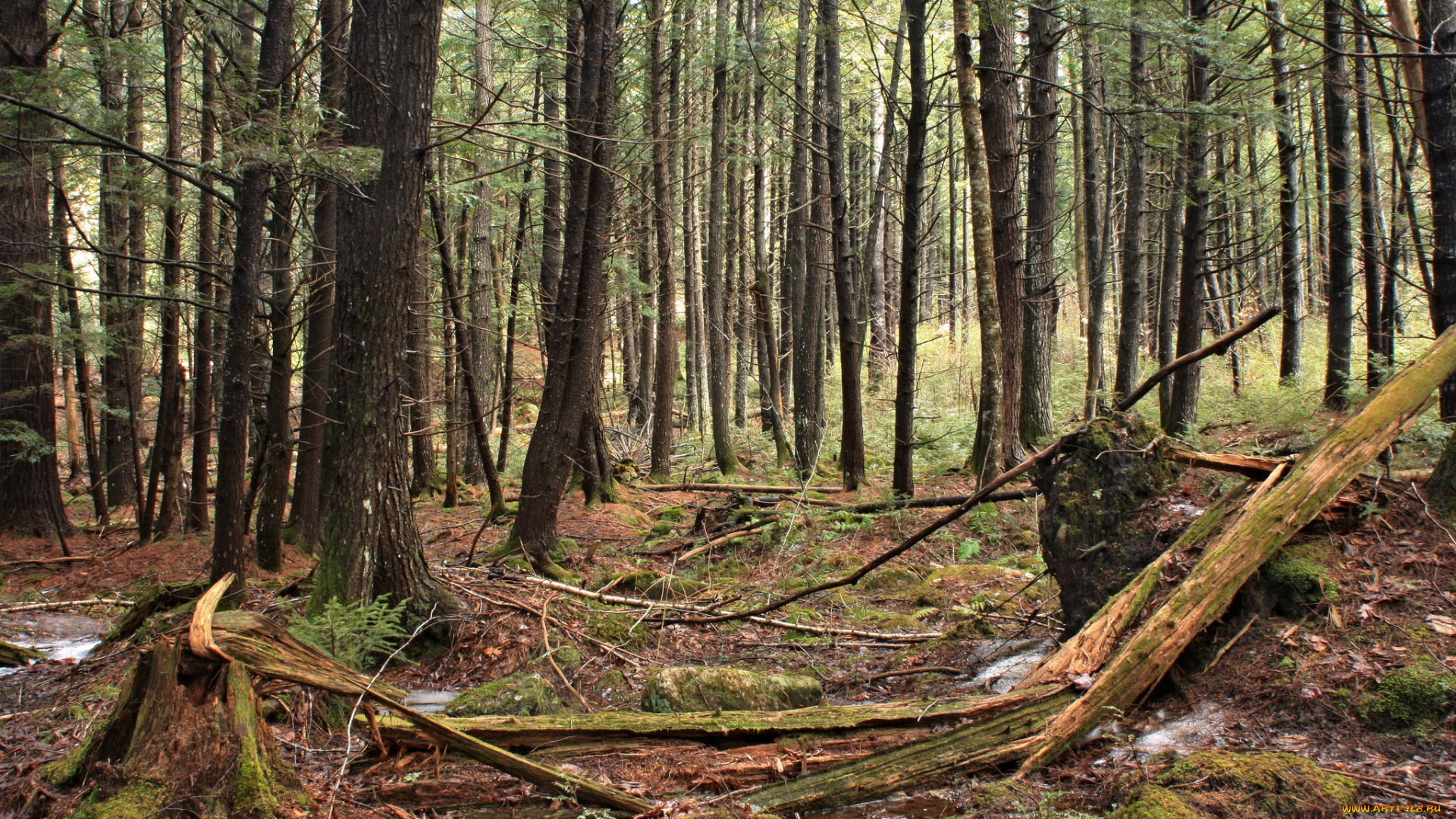 природа, лес, деревья