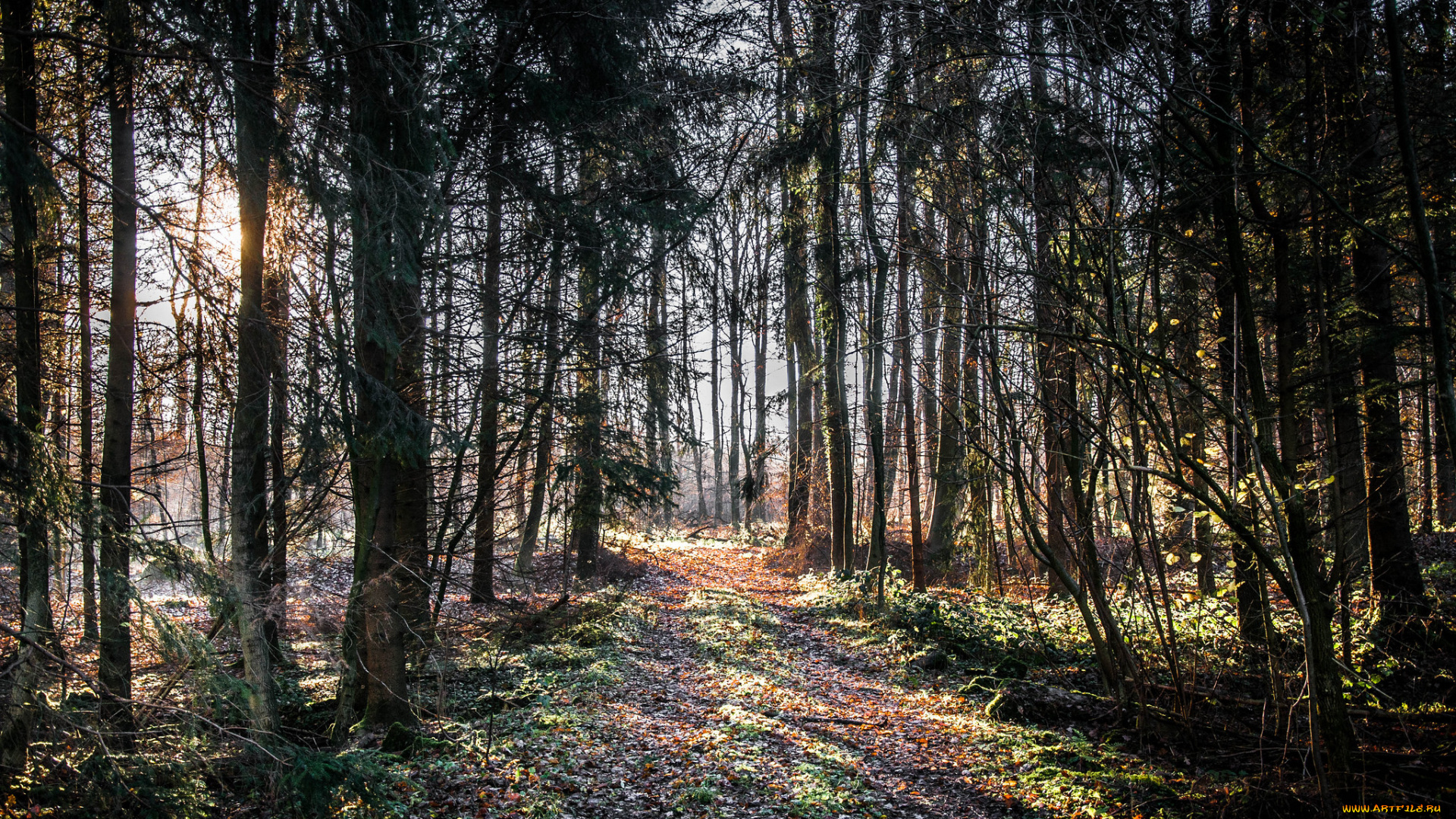 природа, лес, деревья