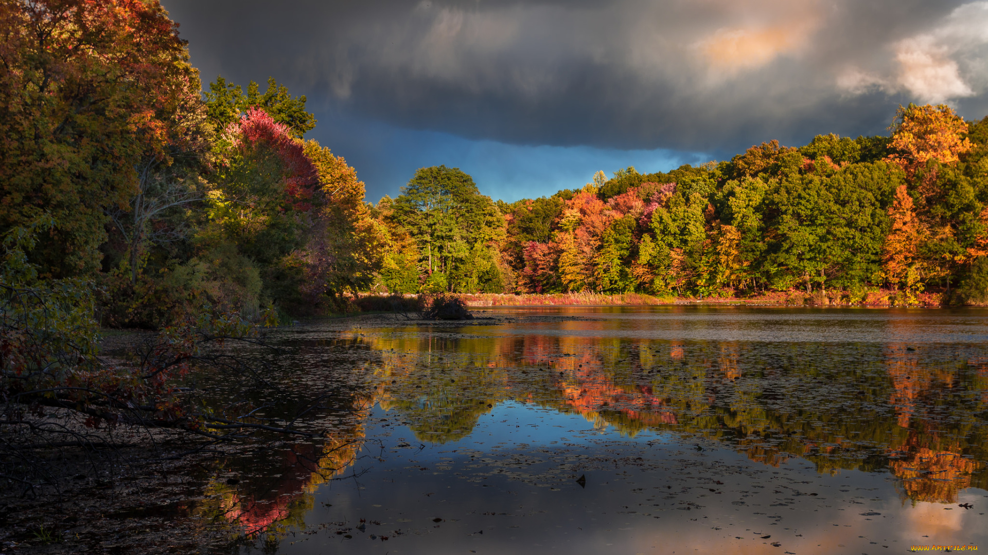 природа, реки, озера, лес, река
