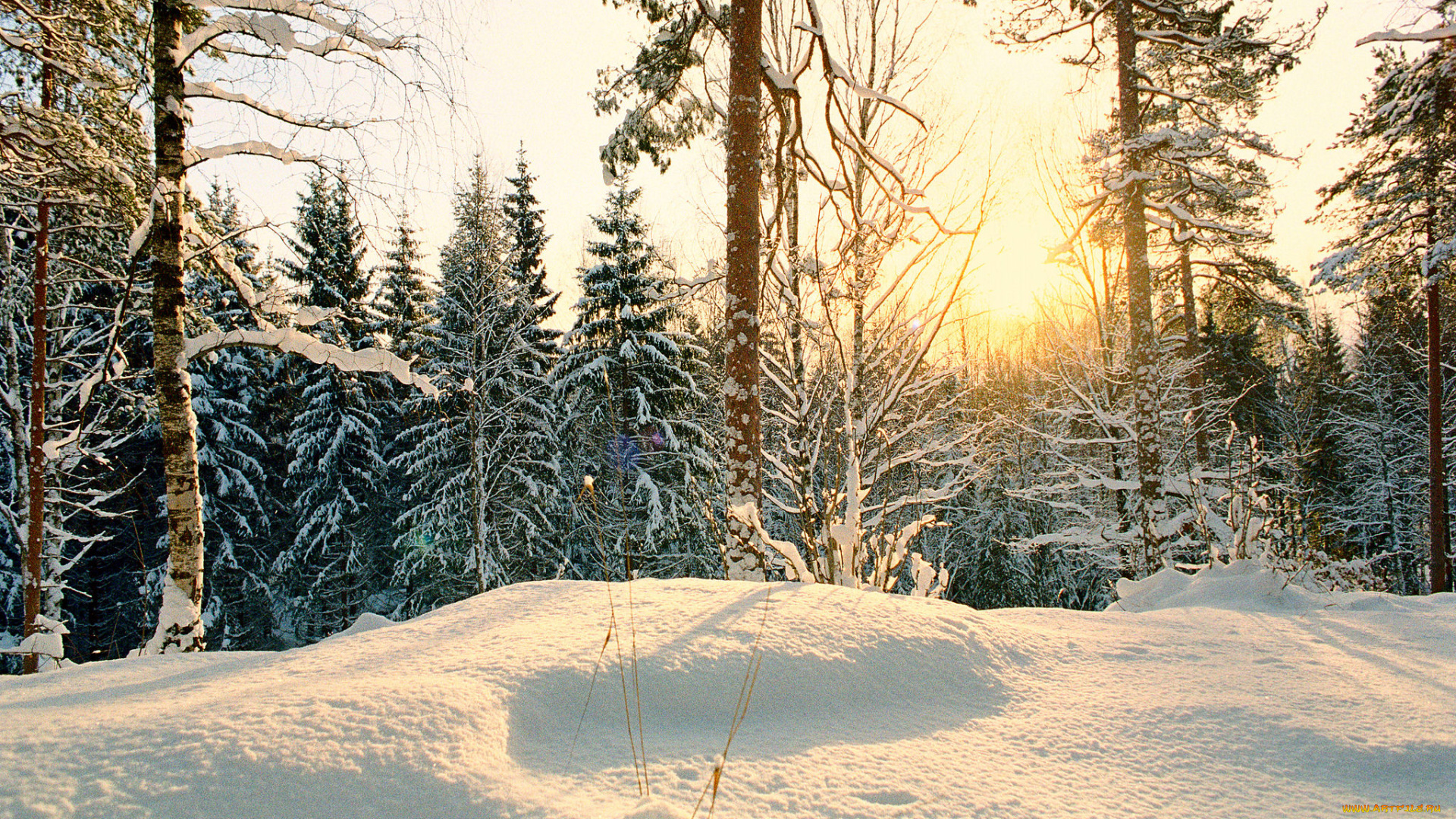 природа, зима, снег