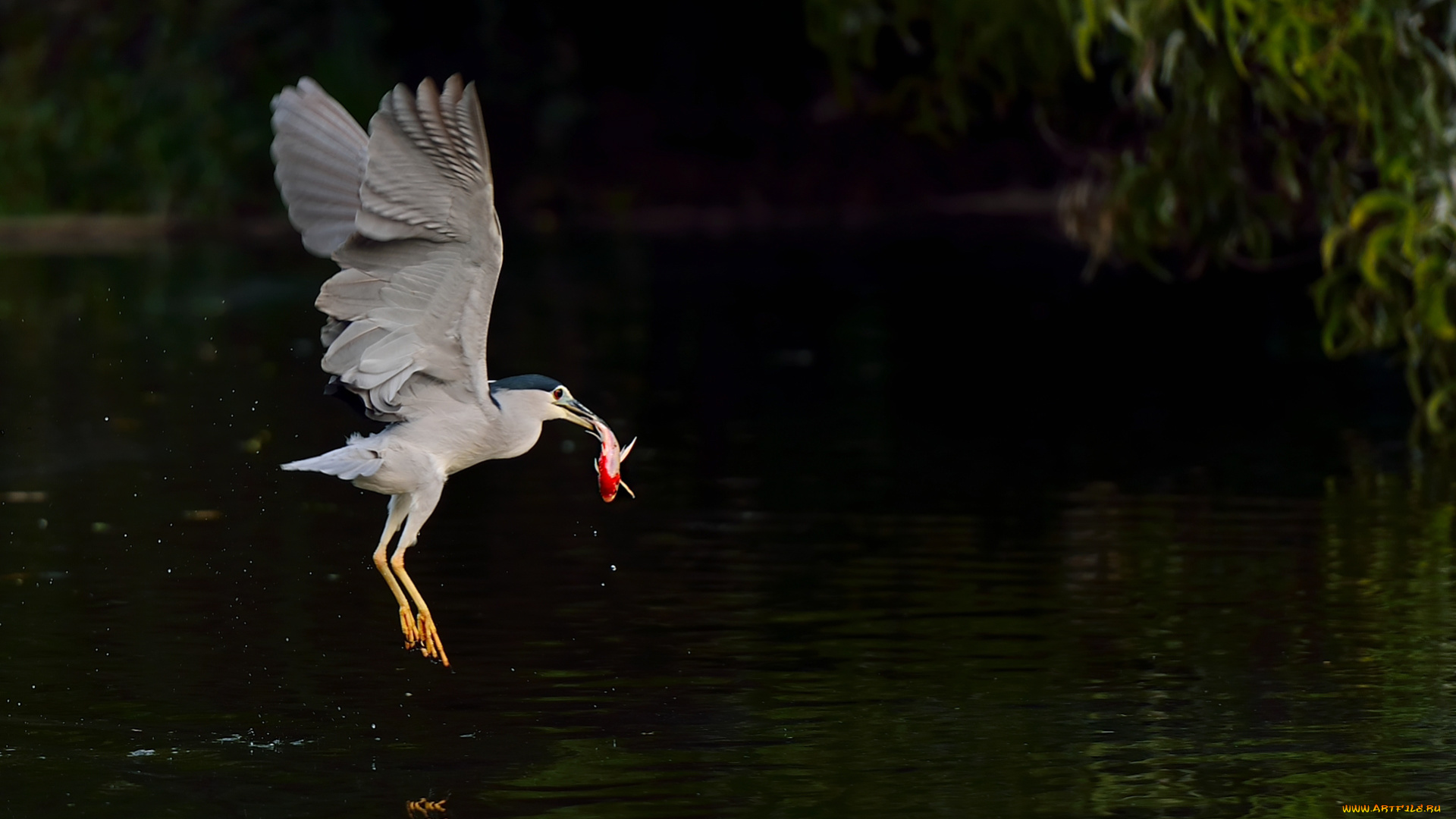 животные, цапли, , выпи, цапля, ночь