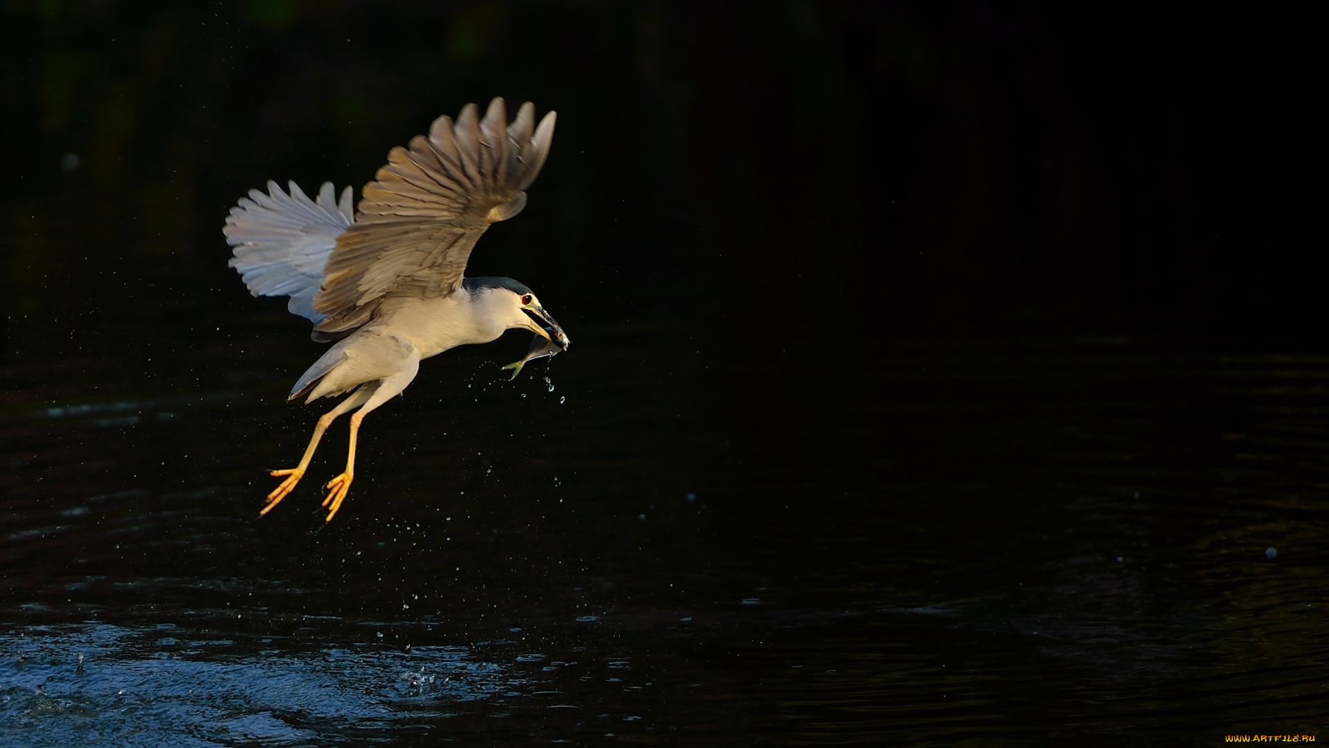 животные, цапли, , выпи, цапля, ночь