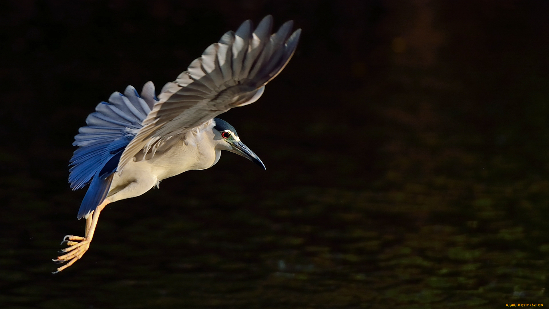 животные, цапли, , выпи, ночь, цапля