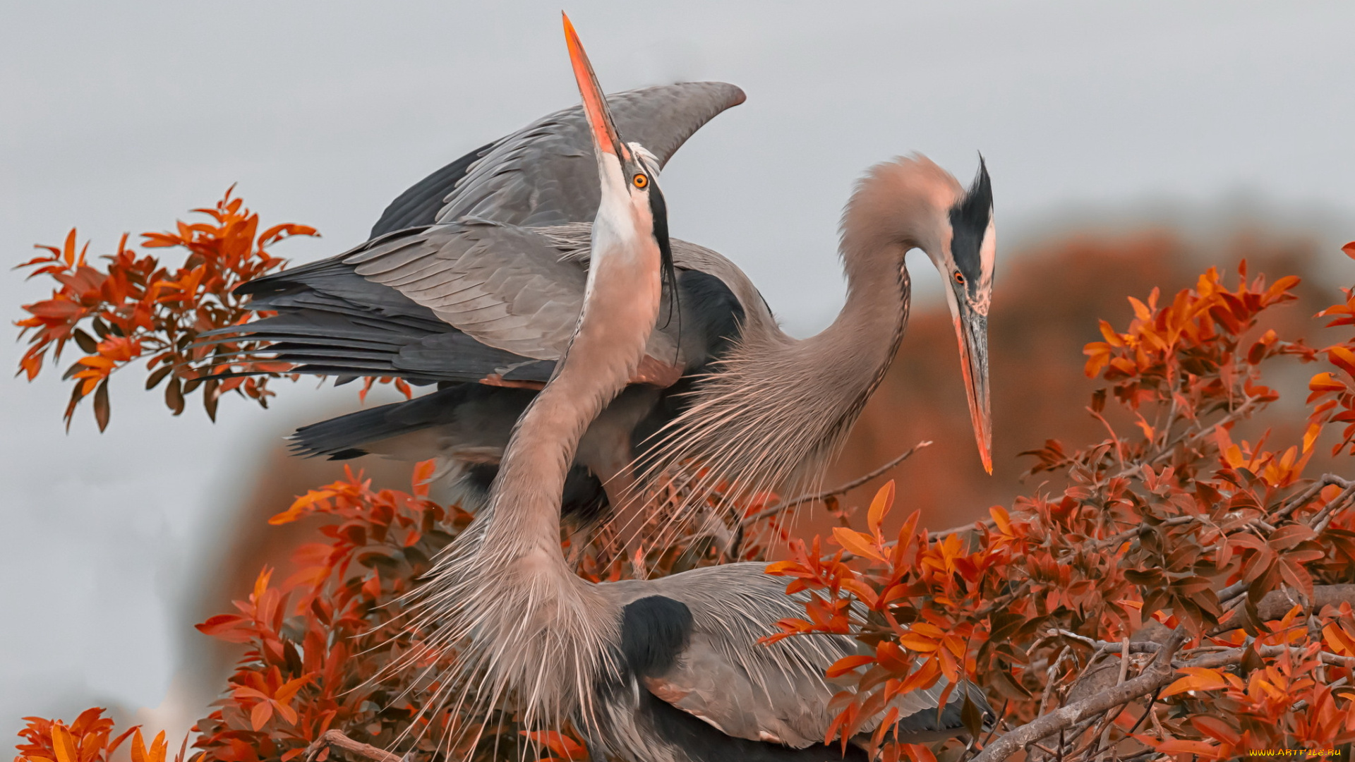 животные, цапли, , выпи, природа