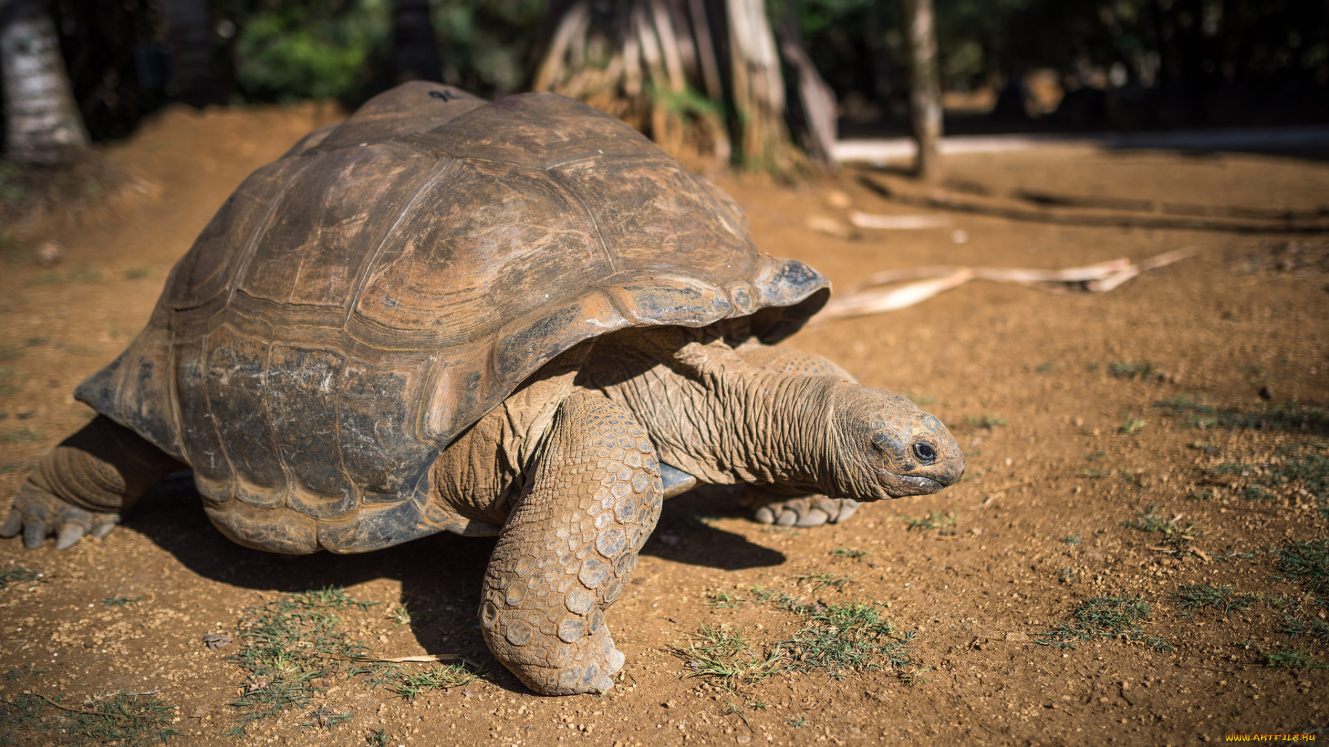 животные, Черепахи, черепаха
