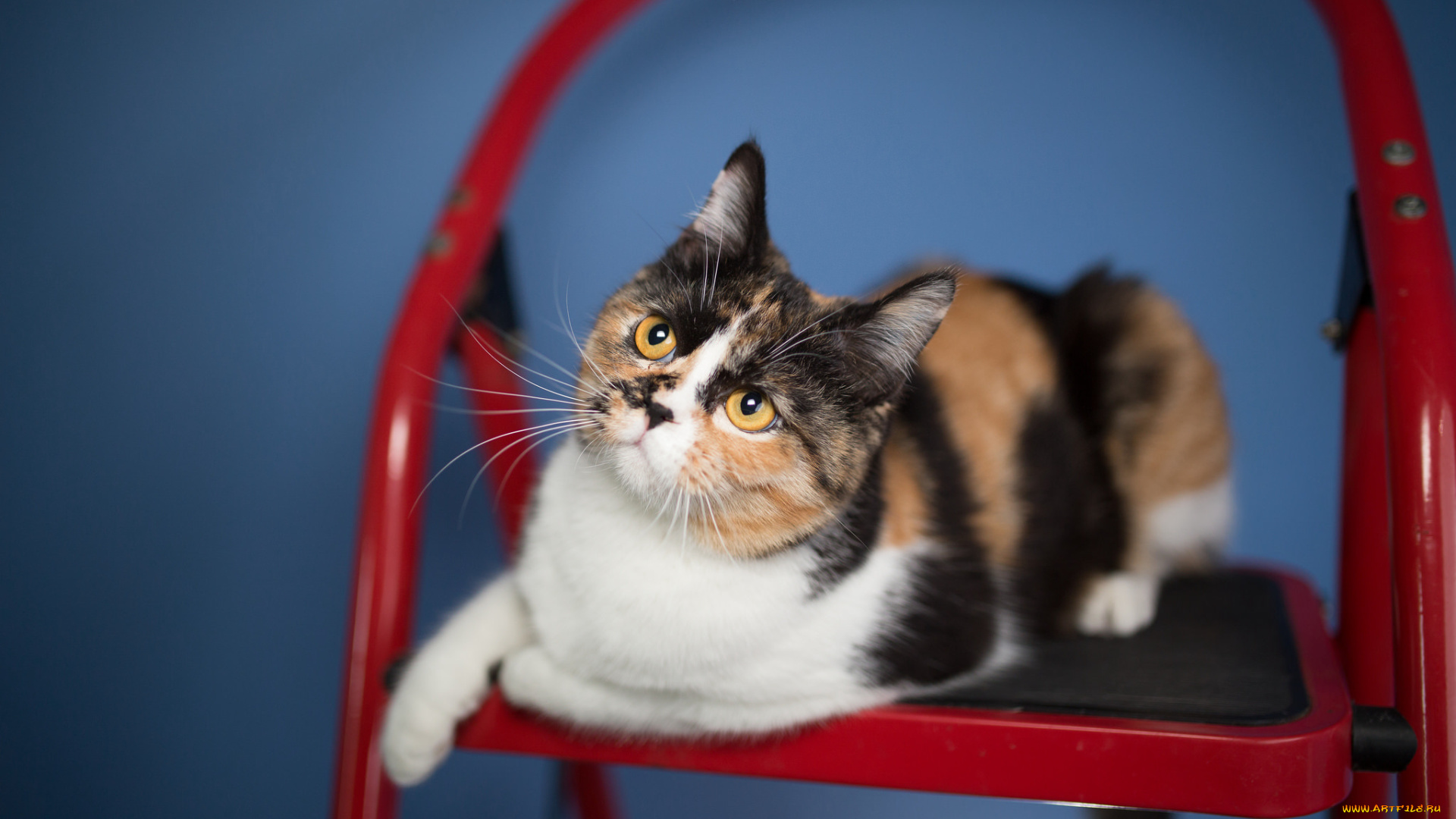 животные, коты, кошка, фон, взгляд