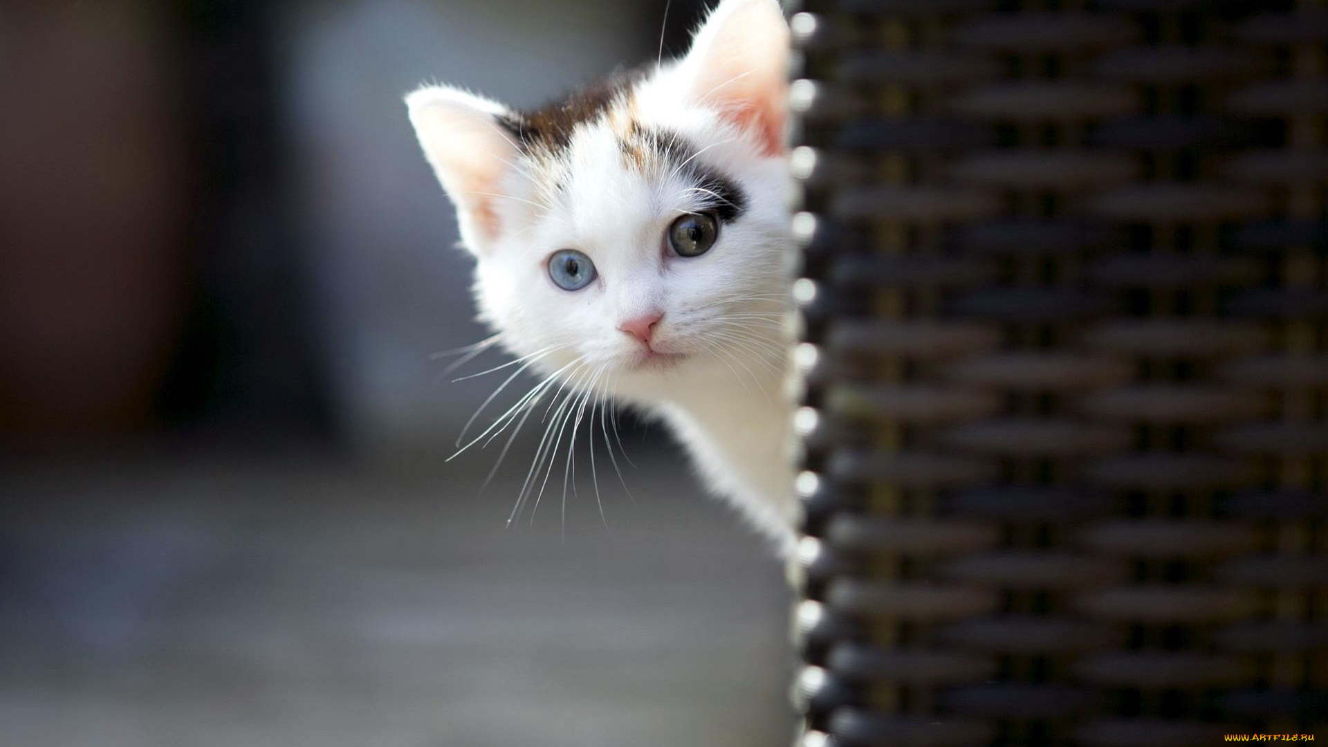 животные, коты, котенок, голова, любопатство, угол, корзина