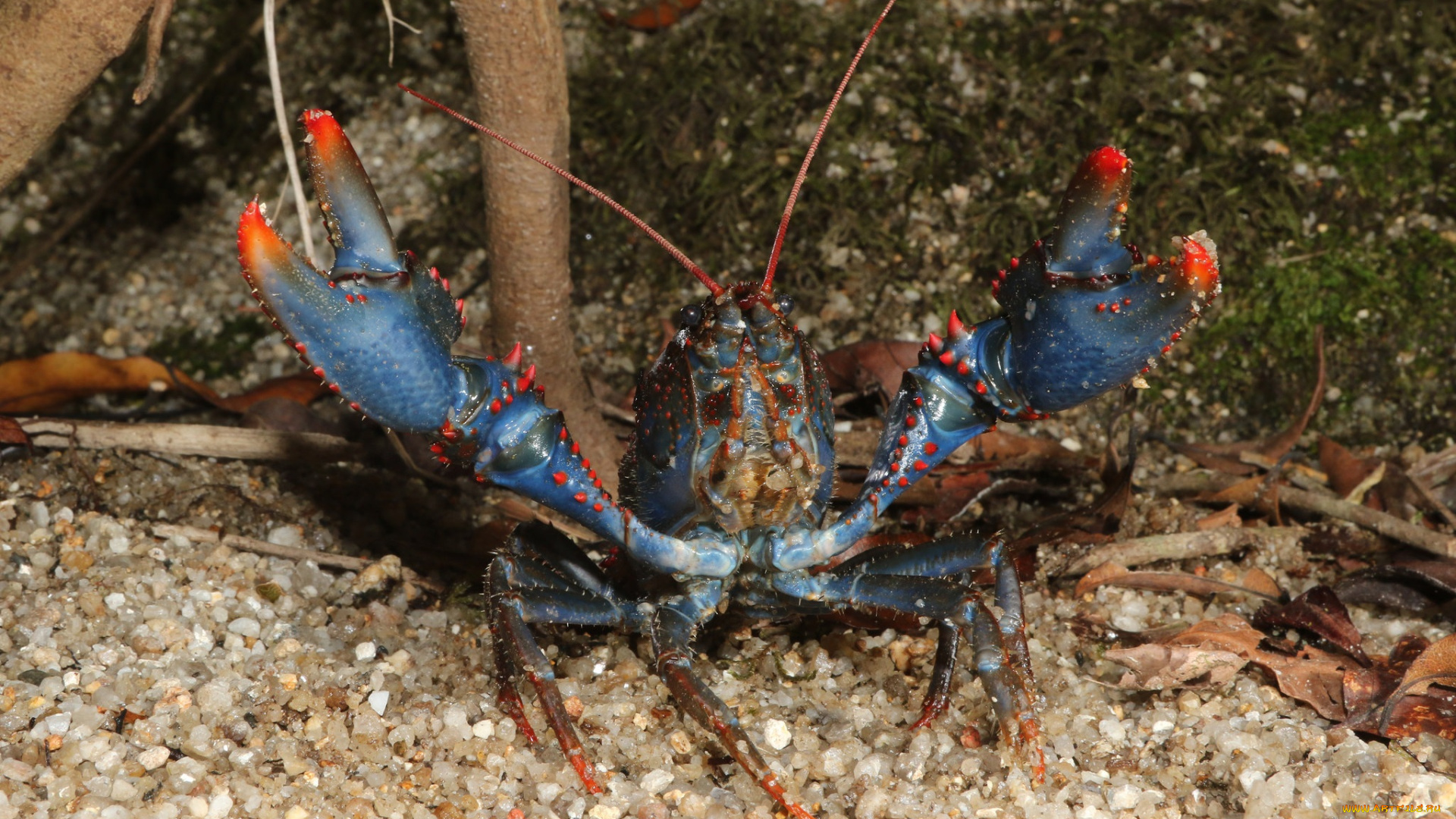 животные, крабы, , раки, рак