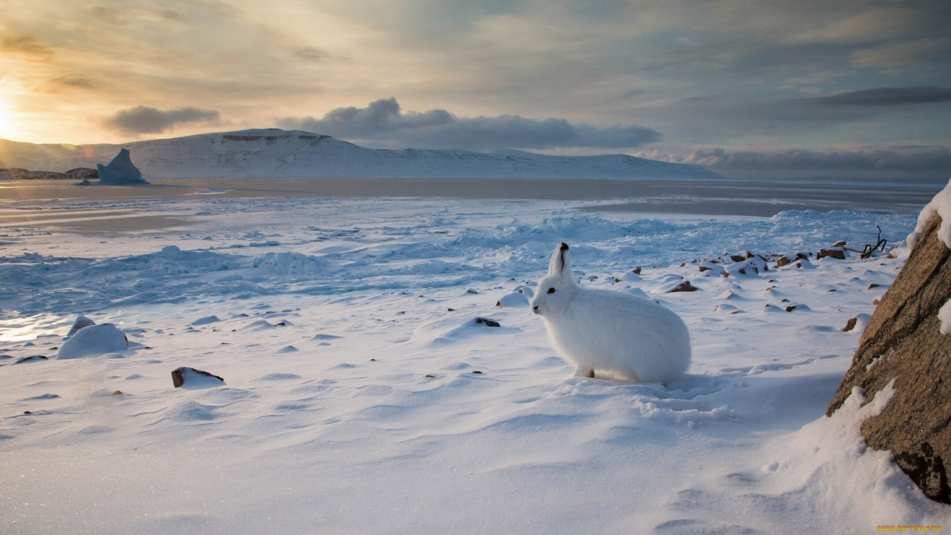 животные, кролики, , зайцы, зима, кролик
