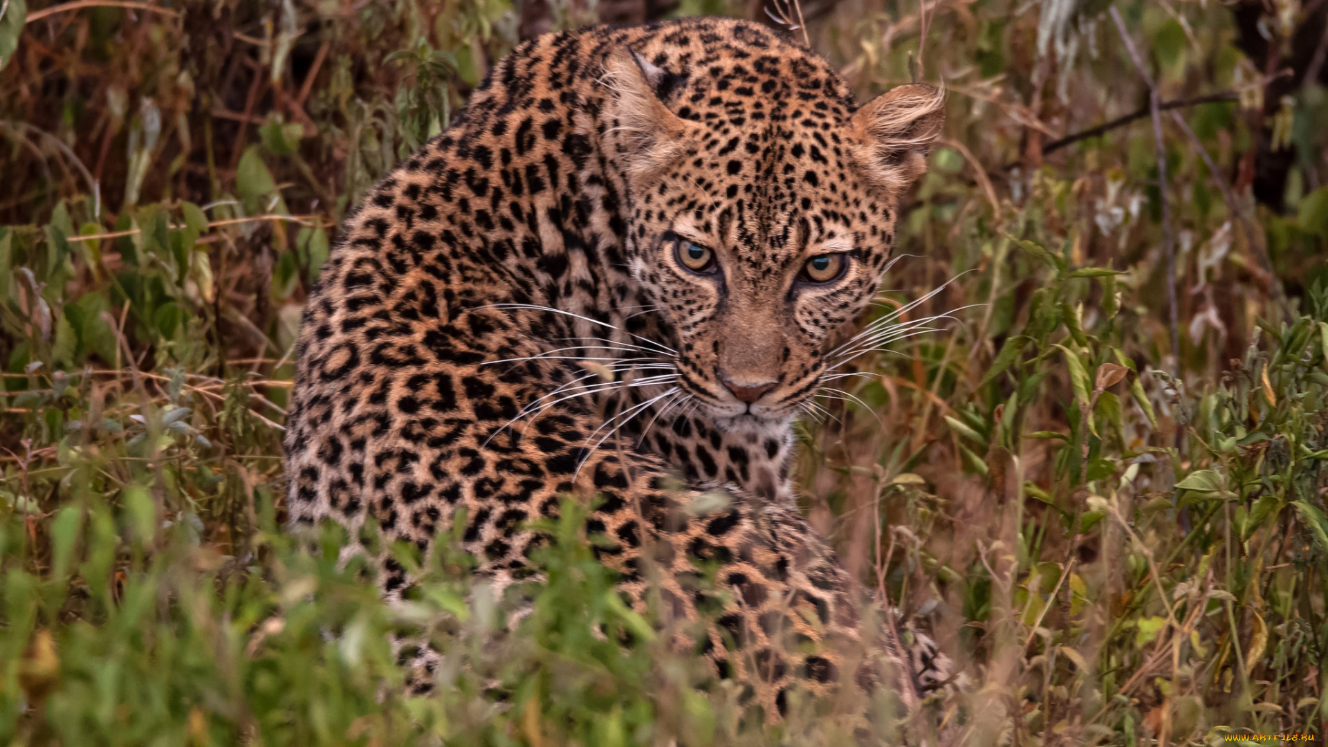 животные, леопарды, хищник