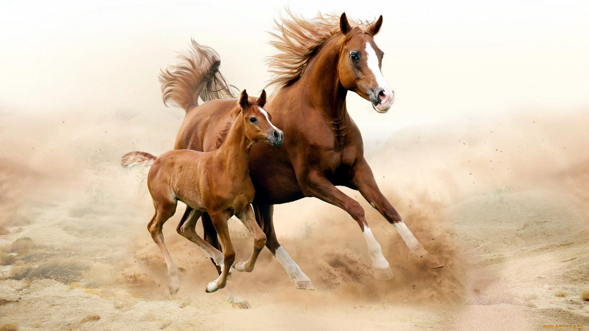 животные, лошади, гнедые, мать, жеребенок, кобыла, пыль