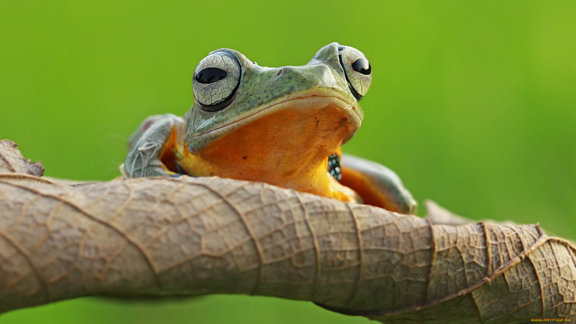 животные, лягушки, фон, макро, лягушка, коряга